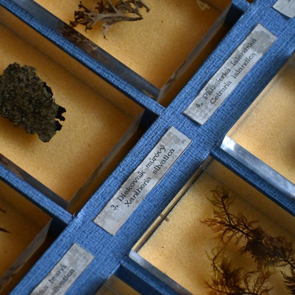 A collection of mid-20th century teaching aid resin encased water plants (Handgefertigt) im Angebot