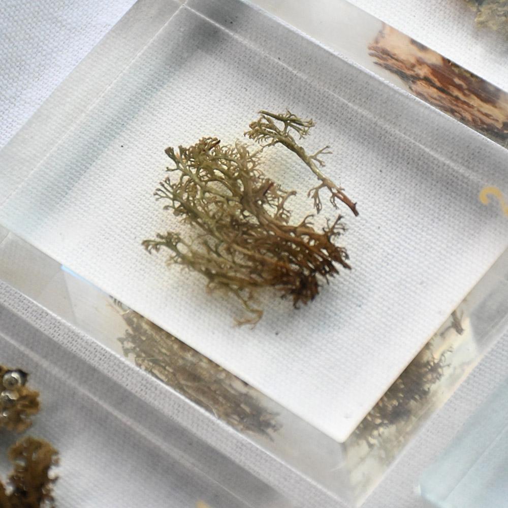 A collection of mid-20th century teaching aid resin encased water plants im Zustand „Gut“ im Angebot in London, GB