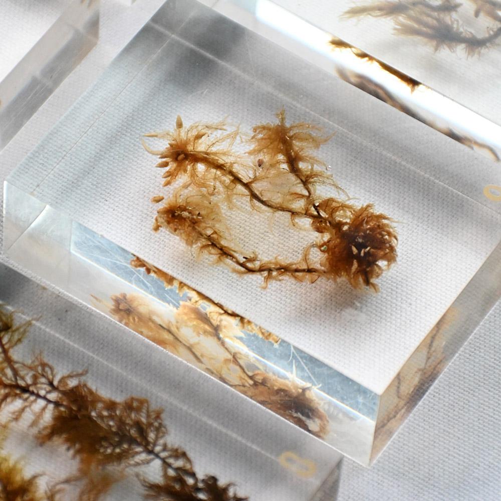 A collection of mid-20th century teaching aid resin encased water plants (Mitte des 20. Jahrhunderts) im Angebot