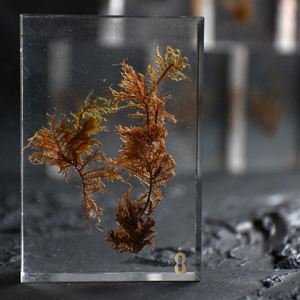 A collection of mid-20th century teaching aid resin encased water plants (Harz) im Angebot