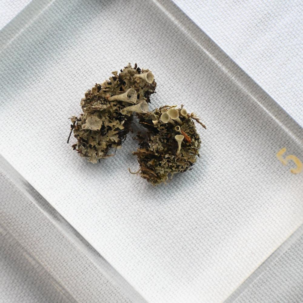 A collection of mid-20th century teaching aid resin encased water plants im Angebot 1