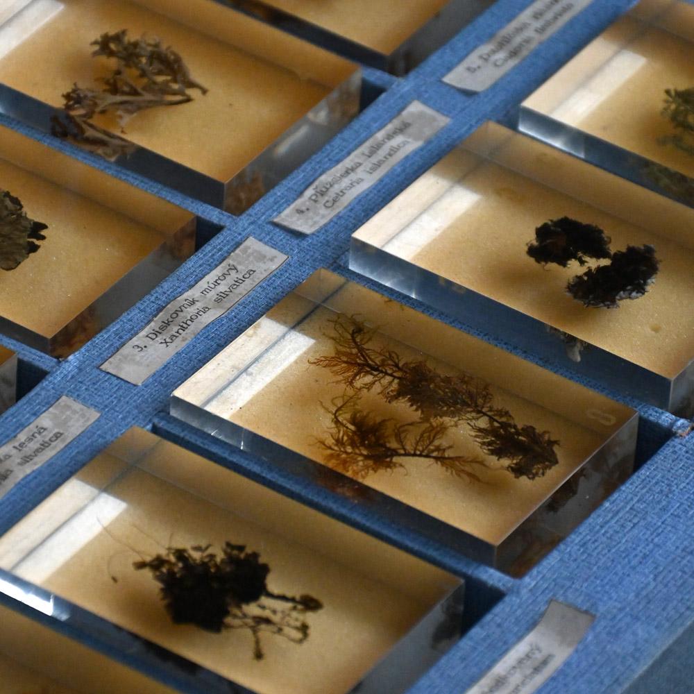 A collection of mid-20th century teaching aid resin encased water plants im Angebot 2