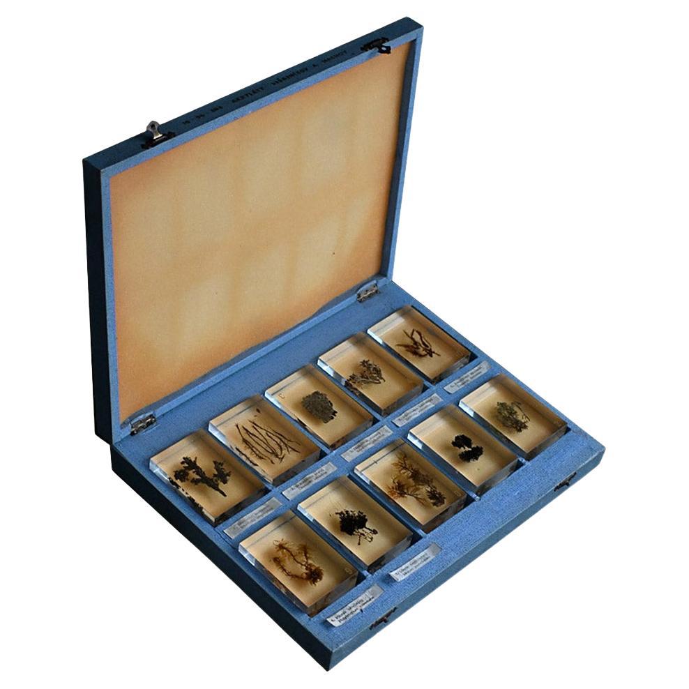 A collection of mid-20th century teaching aid resin encased water plants