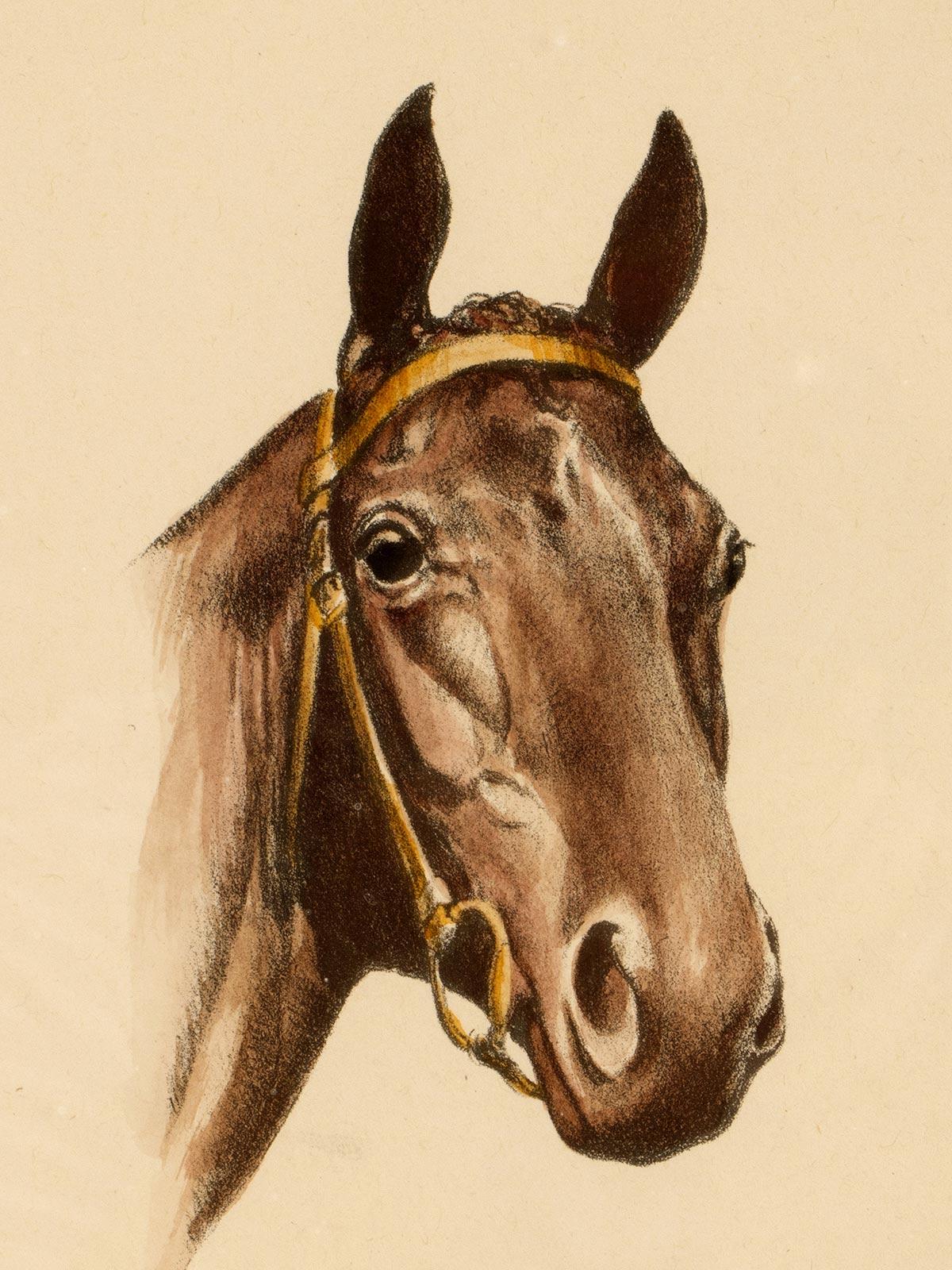 Américain Lithographie en couleur représentant une tête de cheval, États-Unis 1950. en vente
