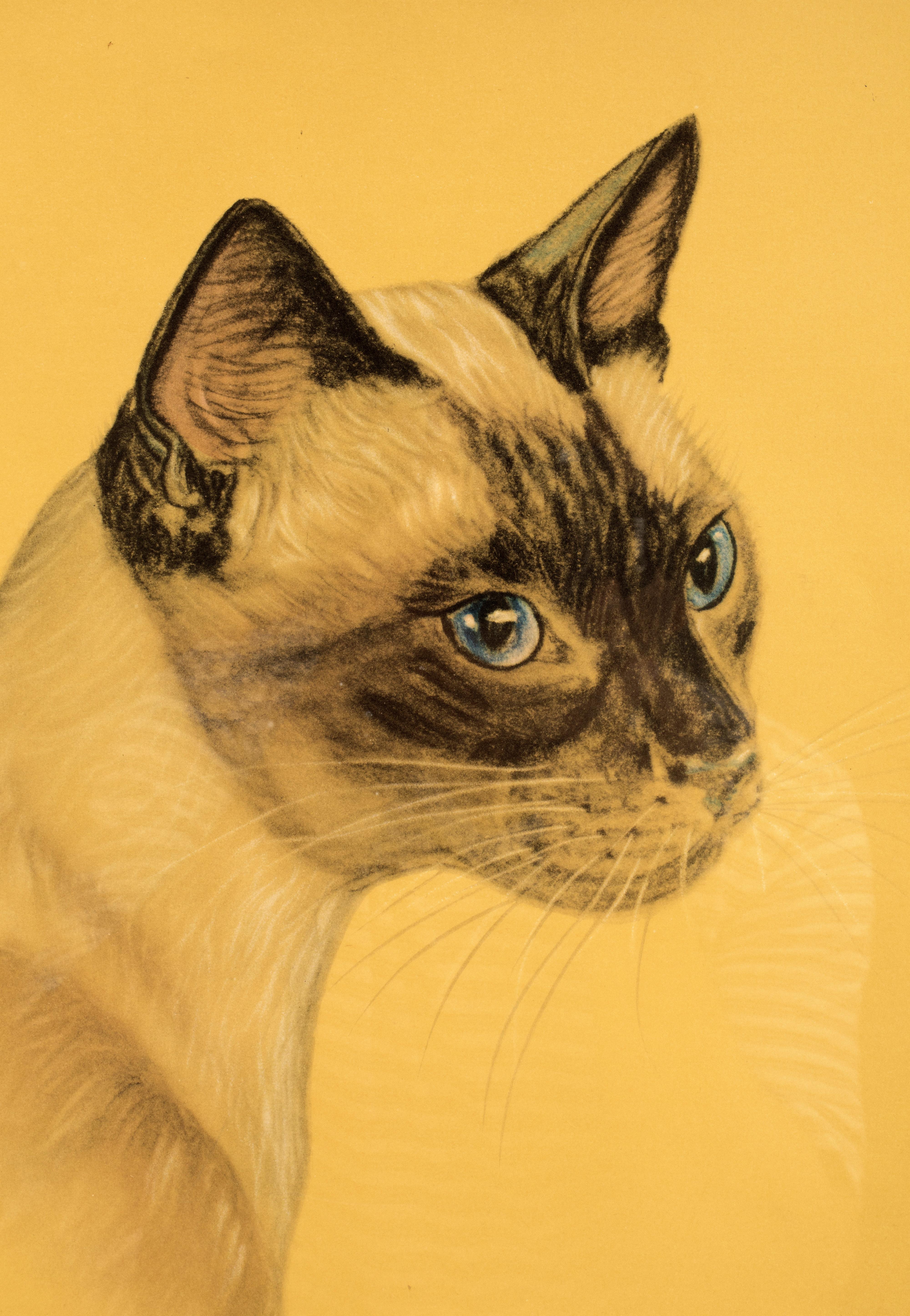 colorprint cat