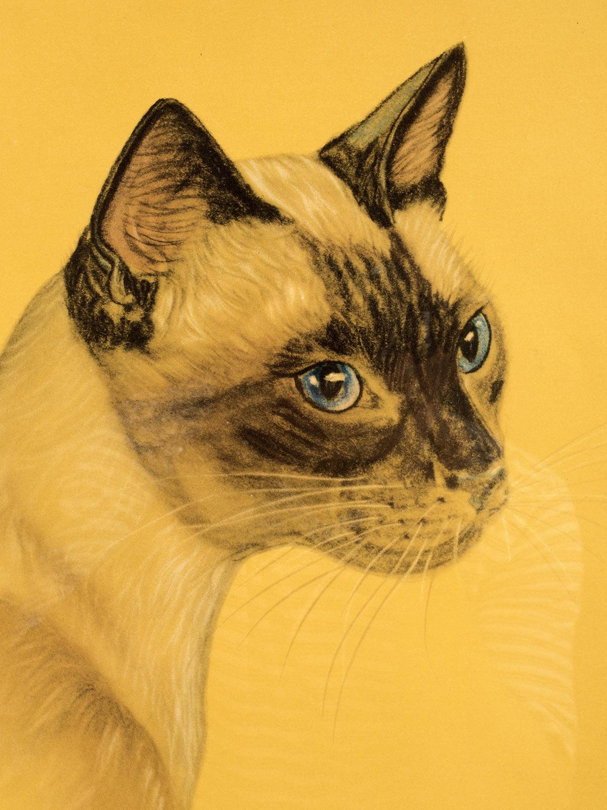 Ein Farbdruck, der eine Siamkatze darstellt, USA 1940. (amerikanisch) im Angebot