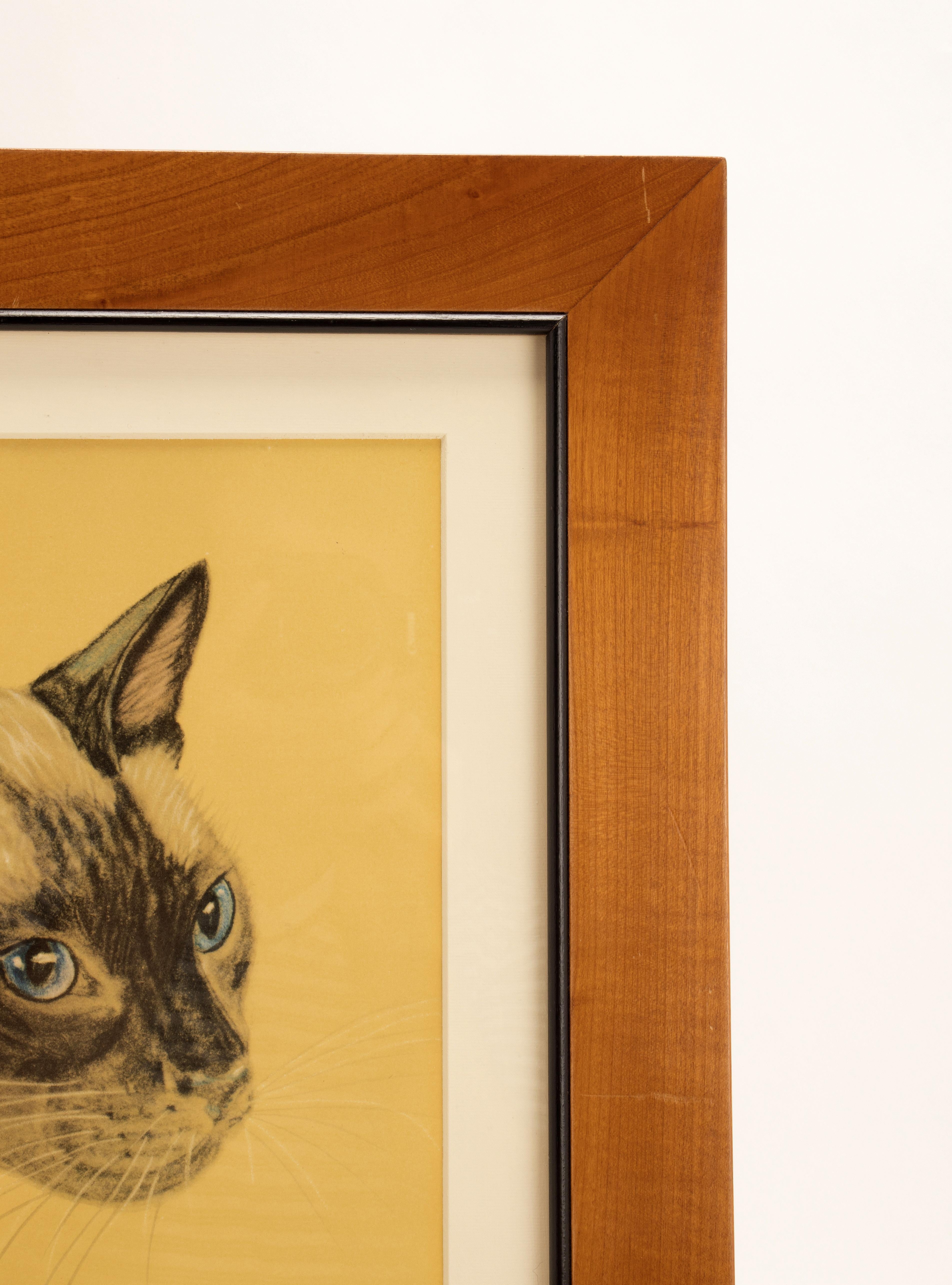orange siamese