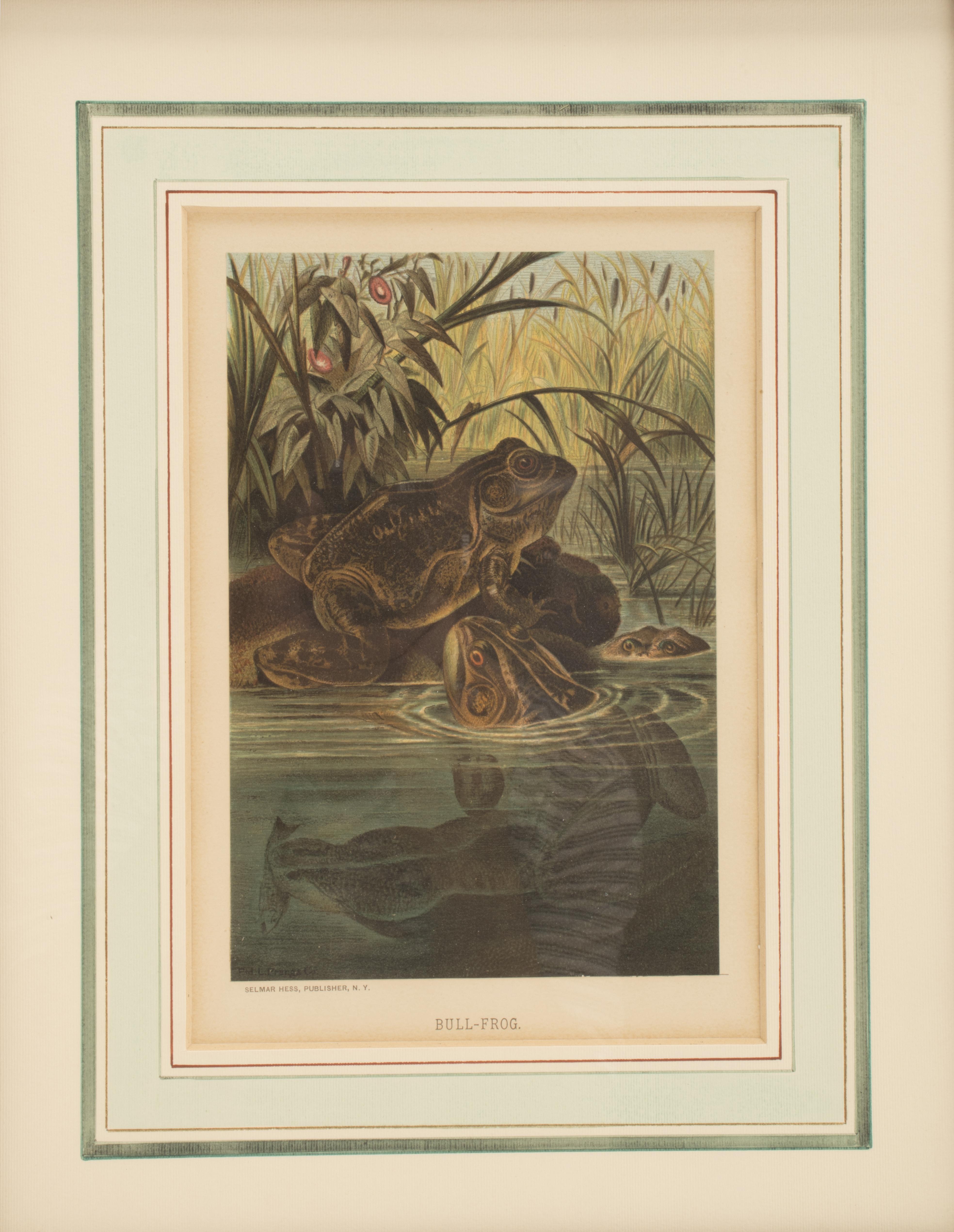A color print, depicting bullfrogs in a pond. Selmar Hess Publisher, NY. Solid cherry wood frame, polished and beeswaxed. USA circa 1898.