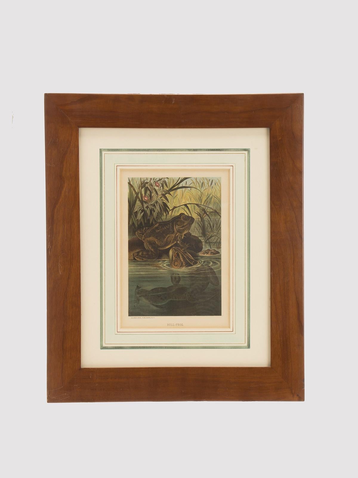 Ein Farbdruck, der Ochsenfrösche in einem Teich zeigt. Selmar HESS Verlag, NY. Massiver Kirschholzrahmen, poliert und bienengewachst. Vereinigte Staaten um 1898.