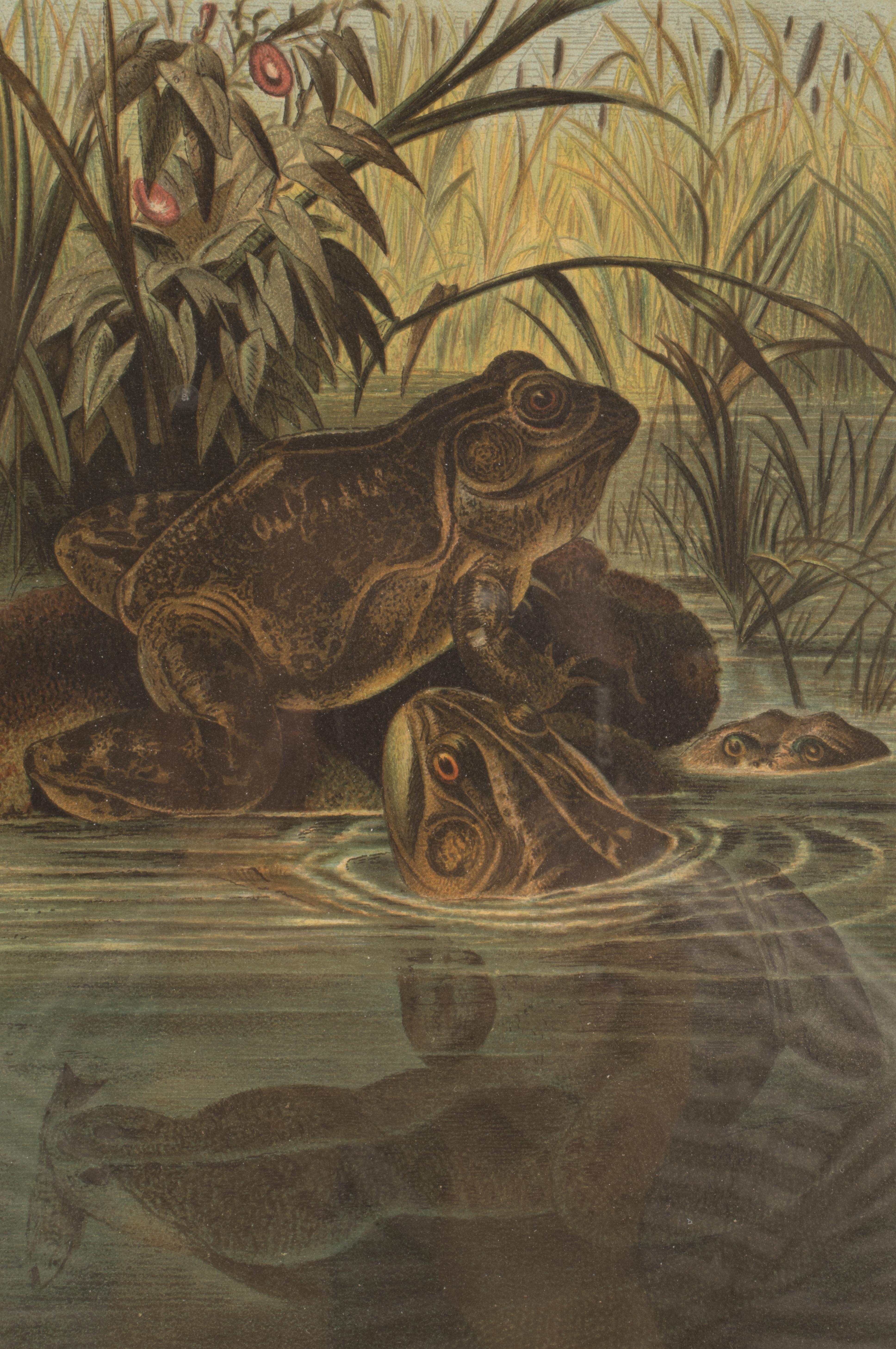 American Color Print Depicting Frogs in a Pond, USA 1898 For Sale