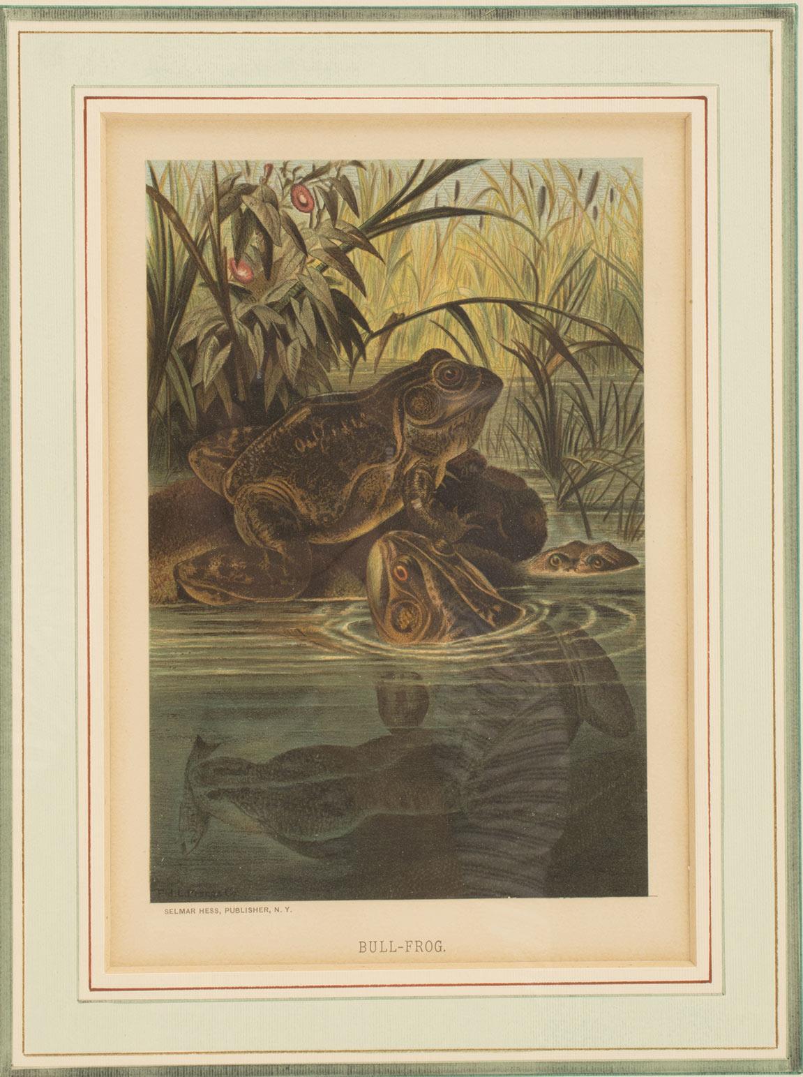Ein Farbdruck, der Frösche in einem Teich zeigt, USA 1898. (amerikanisch) im Angebot