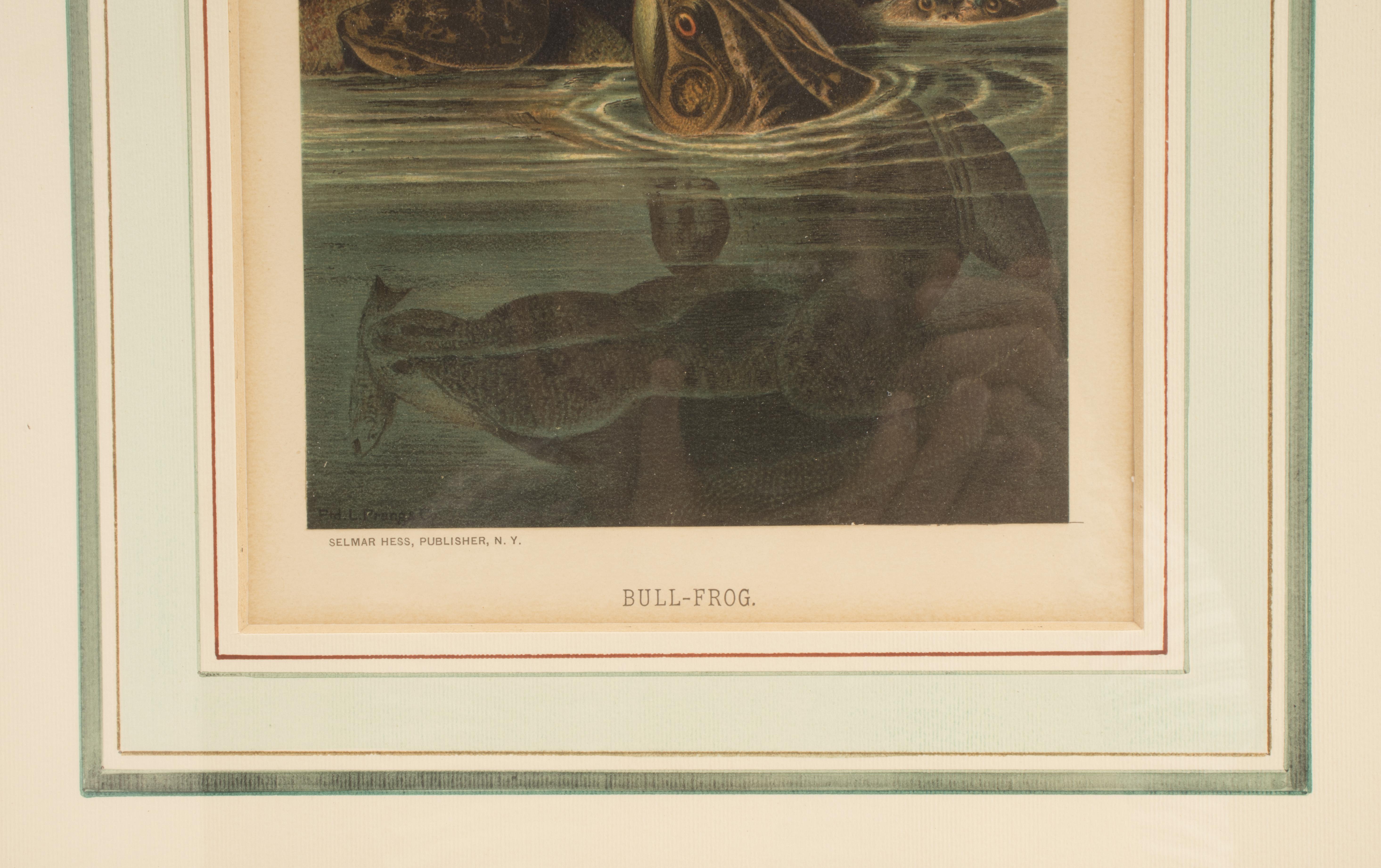 Color Print Depicting Frogs in a Pond, USA 1898 In Excellent Condition For Sale In Milan, IT