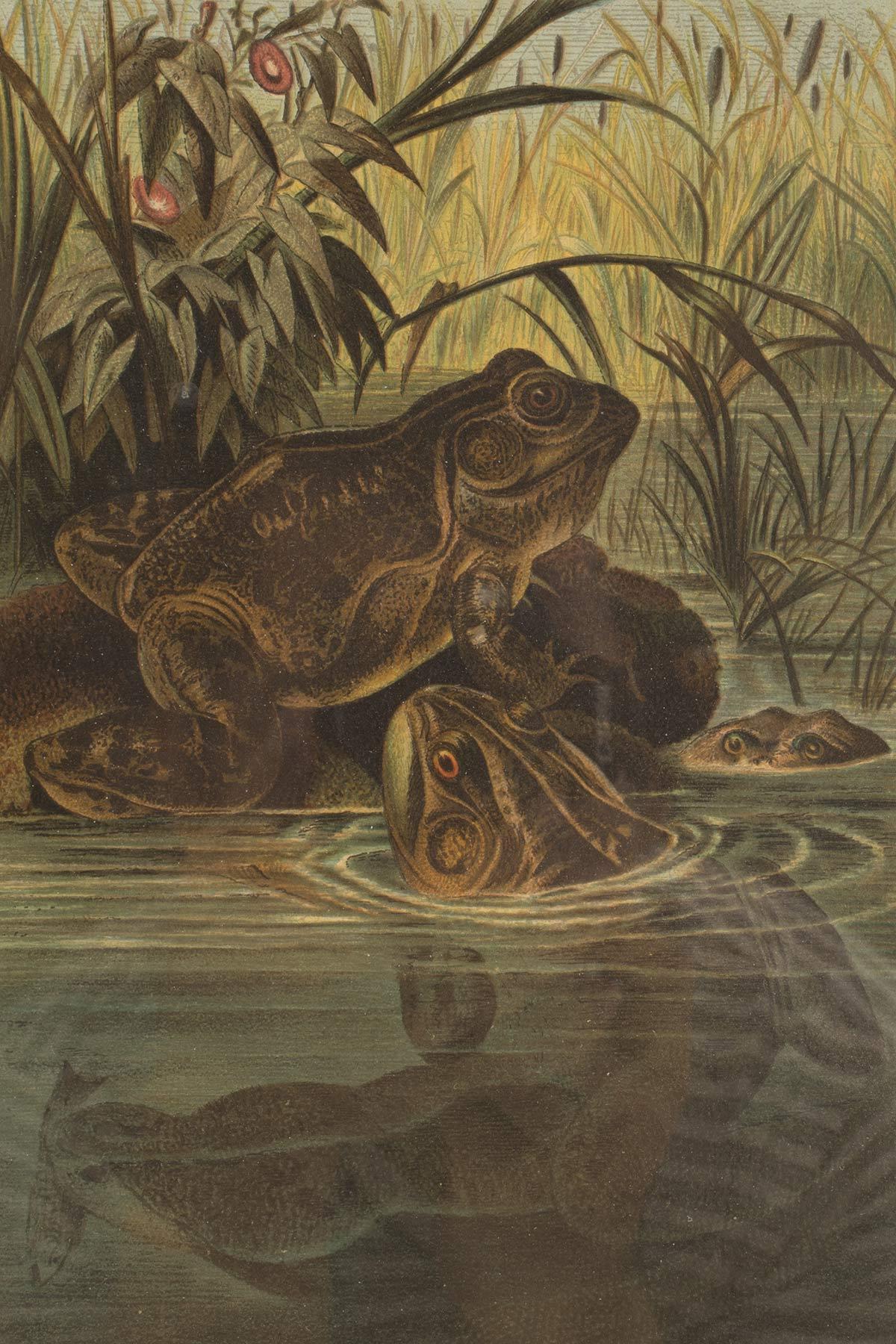 Ein Farbdruck, der Frösche in einem Teich zeigt, USA 1898. (19. Jahrhundert) im Angebot