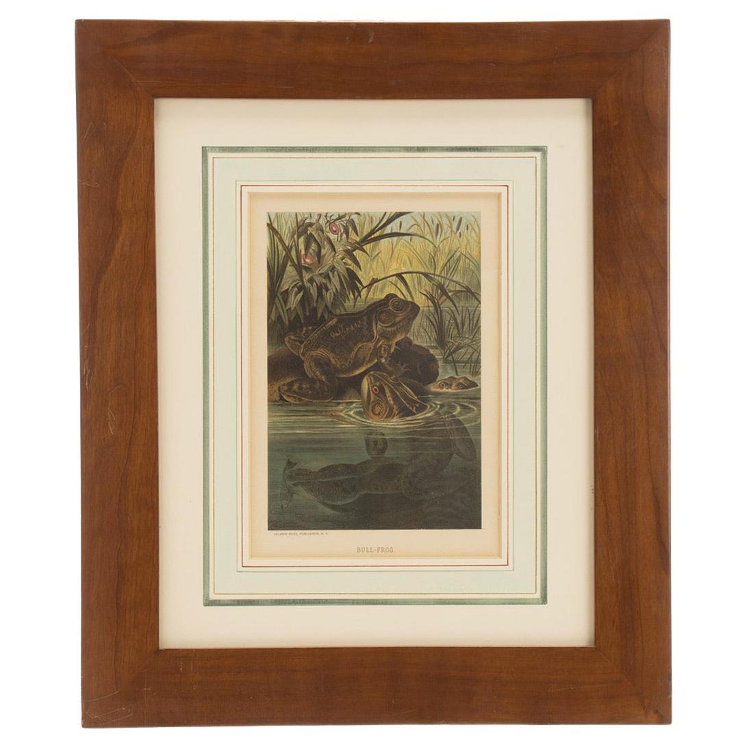 Ein Farbdruck, der Frösche in einem Teich zeigt, USA 1898. im Angebot