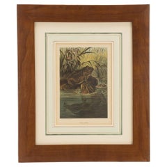 Ein Farbdruck, der Frösche in einem Teich zeigt, USA 1898.