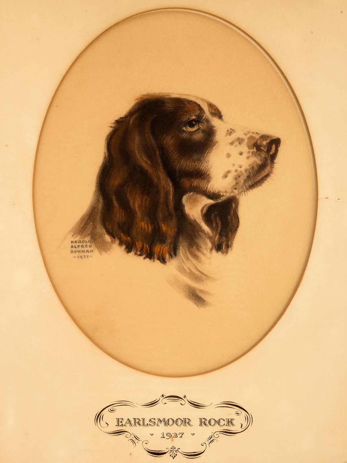 Américain Épreuve en couleurs représentant la tête d'un chien cocker, États-Unis 1937. en vente