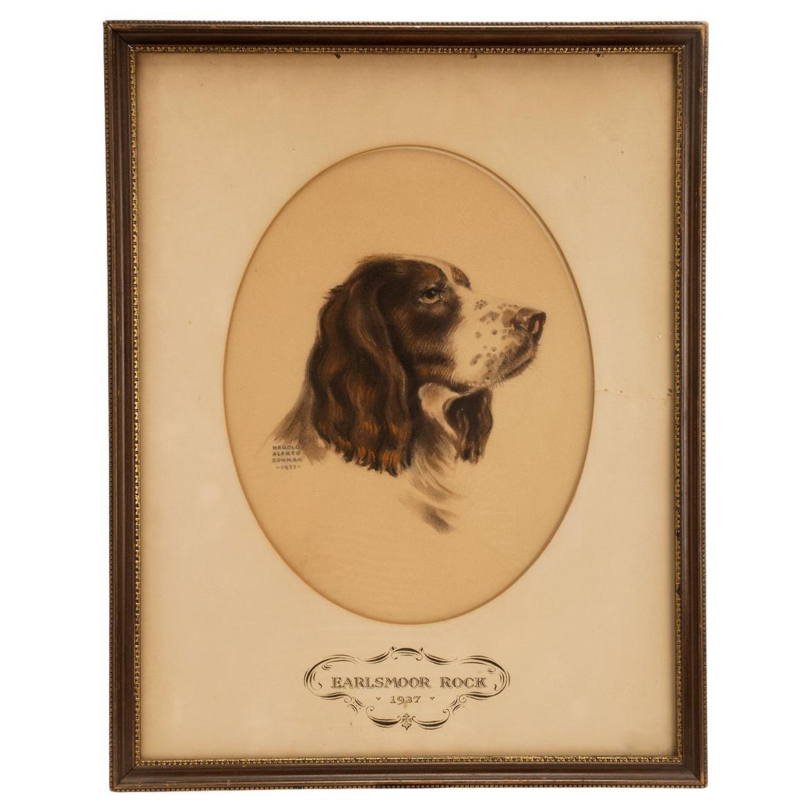 Épreuve en couleurs représentant la tête d'un chien cocker, États-Unis 1937. en vente