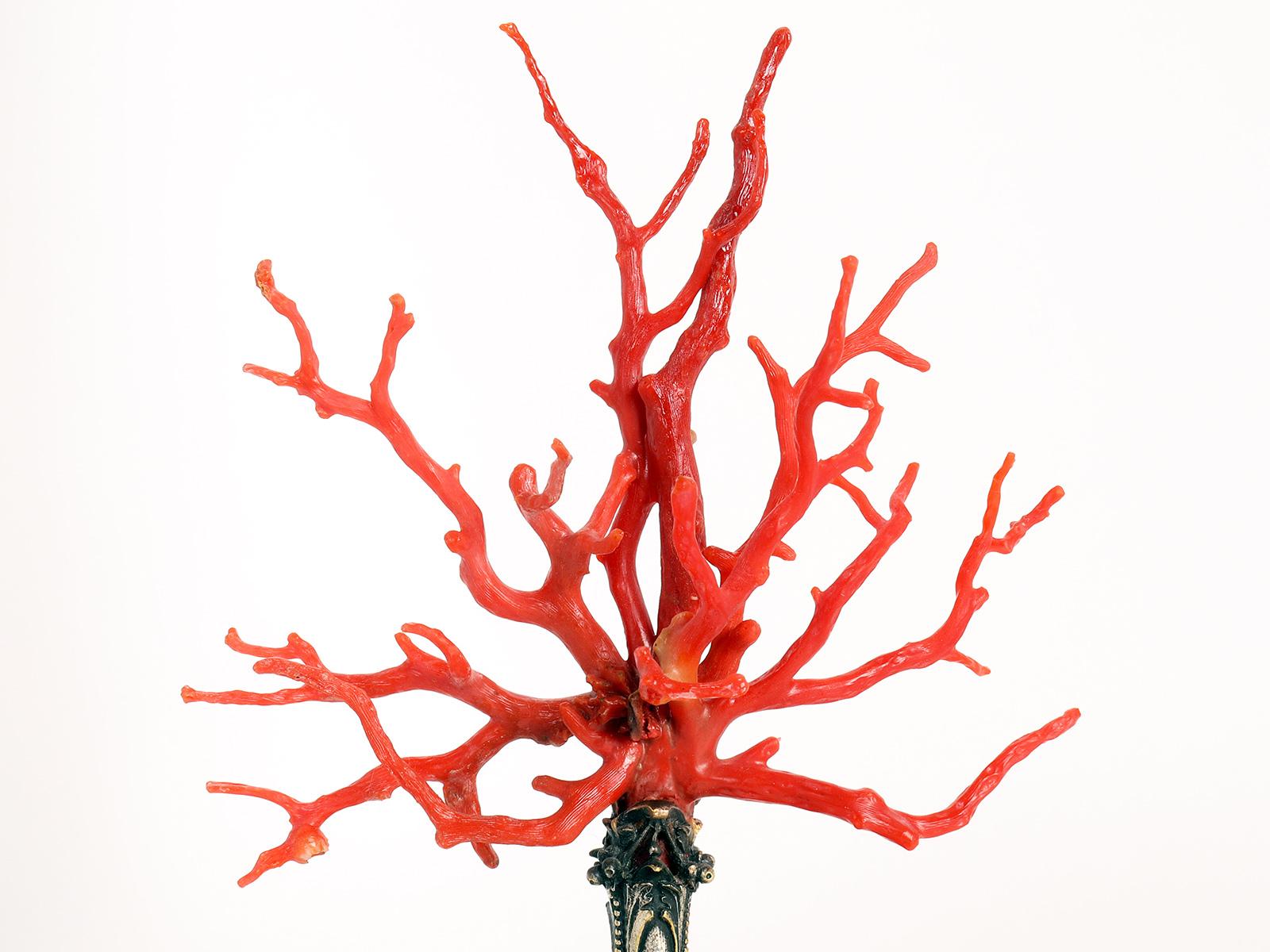 A Mediterranean red coral branch (Corallium Rubrum).
The base is made of gilded bronze, signed Caltagirone, Sicily, Italy, early 19th century.
 