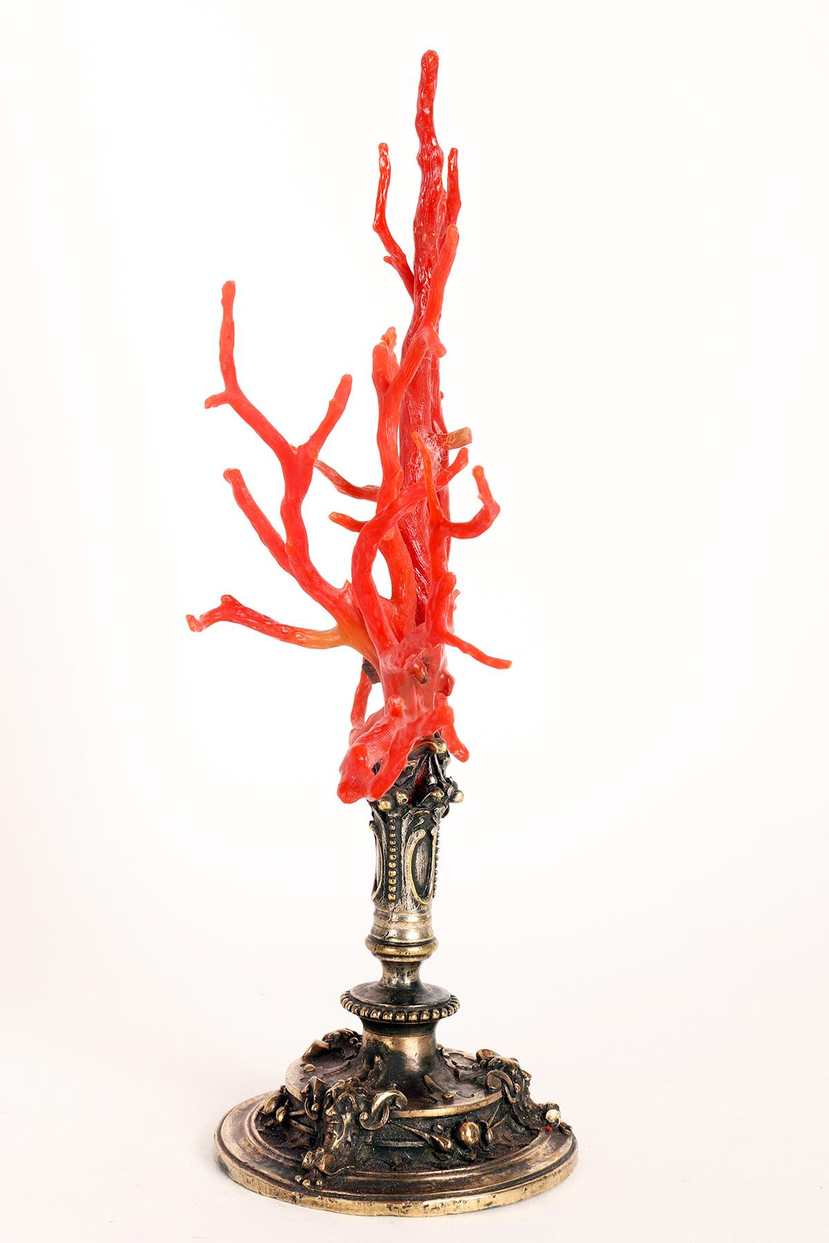 19th Century Coral Branch from Wunderkammer, Caltagirone, Sicily, Italy 1820