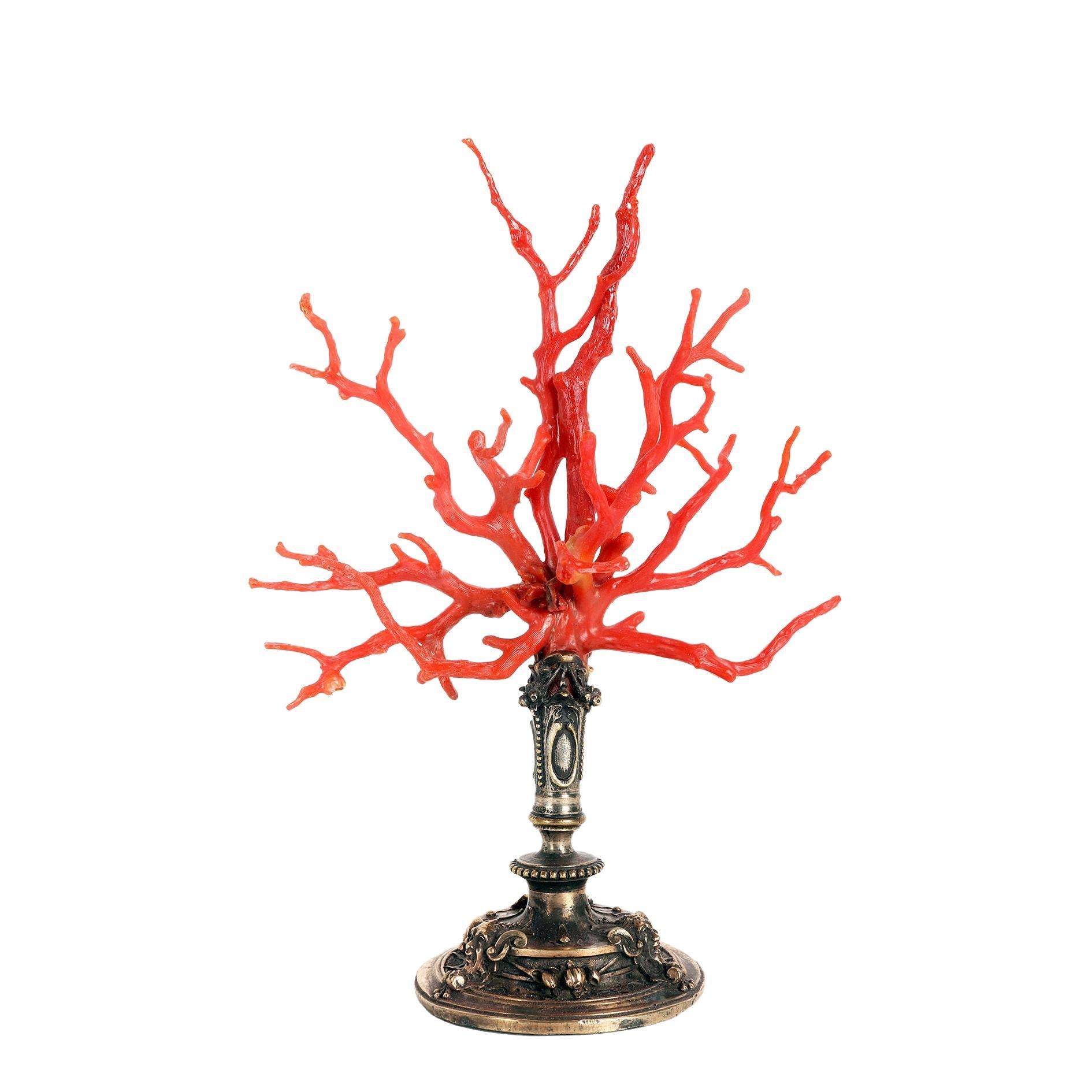 Coral Branch from Wunderkammer, Caltagirone, Sicily, Italy 1820