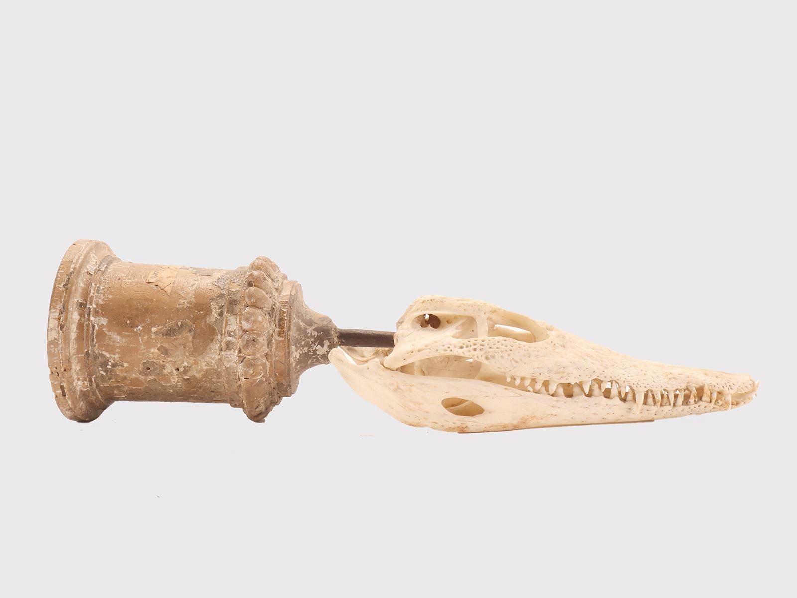 Italiano Un esemplare di cranio di coccodrillo da wunderkammer, Italia 1870. in vendita