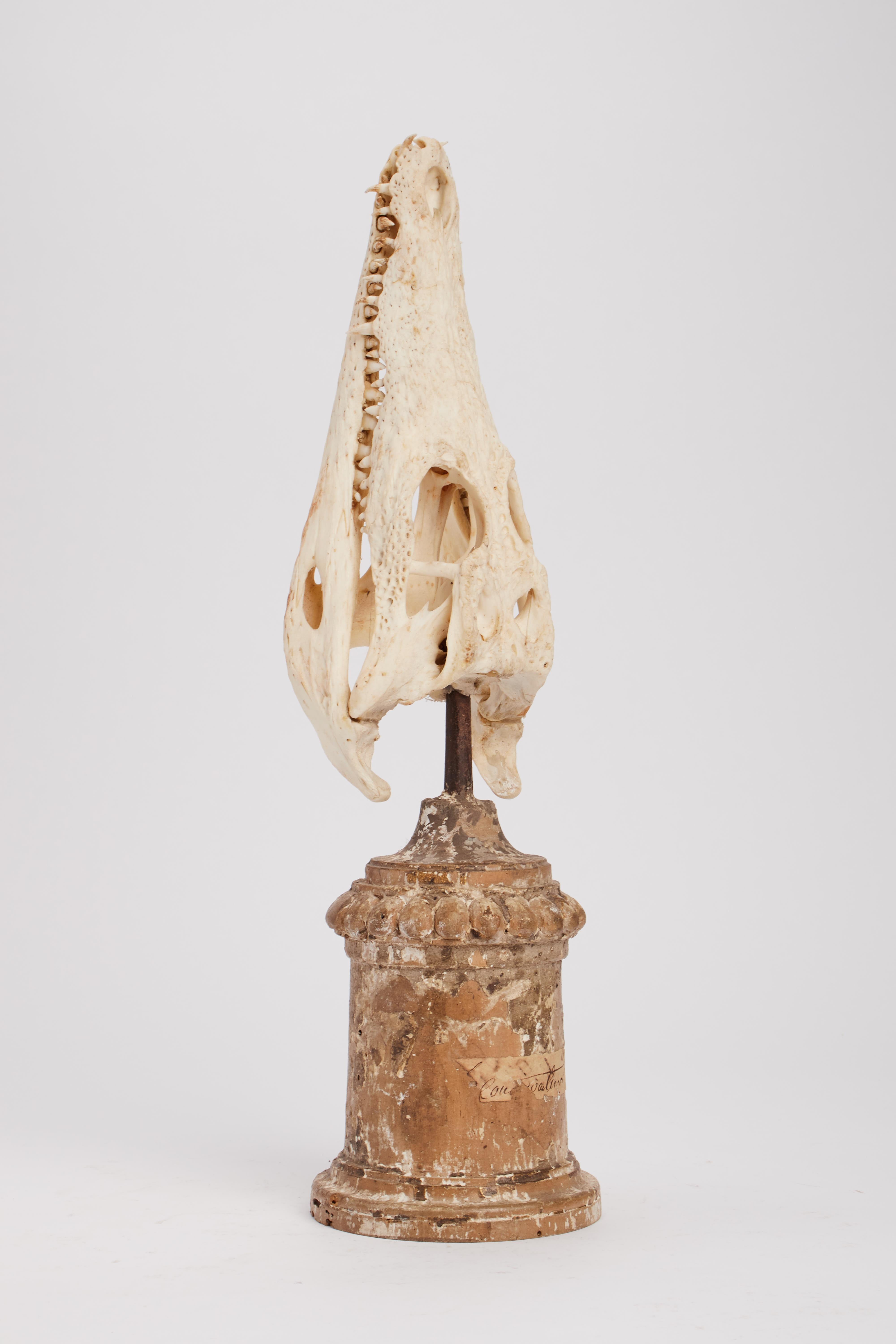 XIX secolo Un esemplare di cranio di coccodrillo da wunderkammer, Italia 1870. in vendita