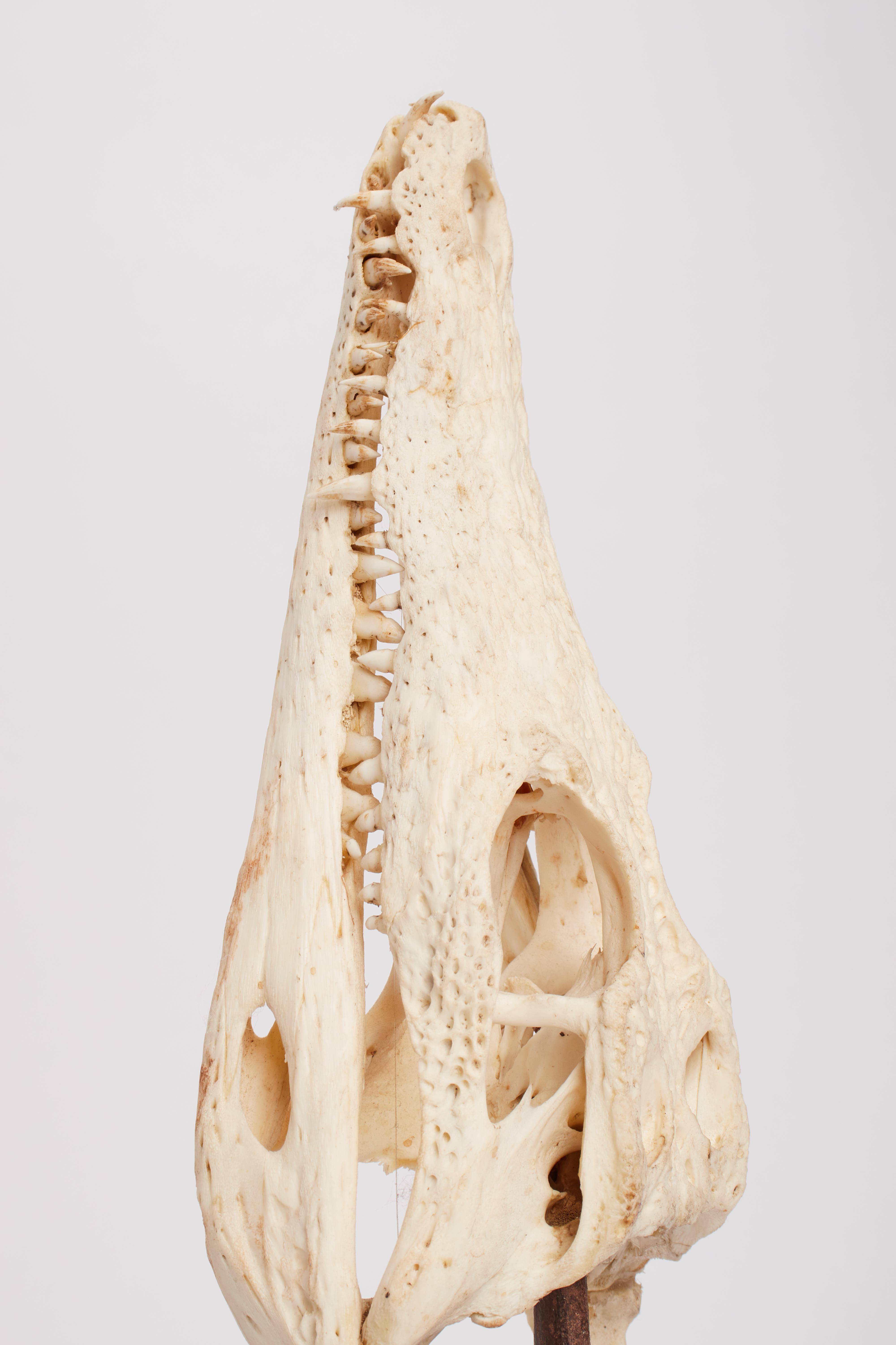 Metallo Un esemplare di cranio di coccodrillo da wunderkammer, Italia 1870. in vendita