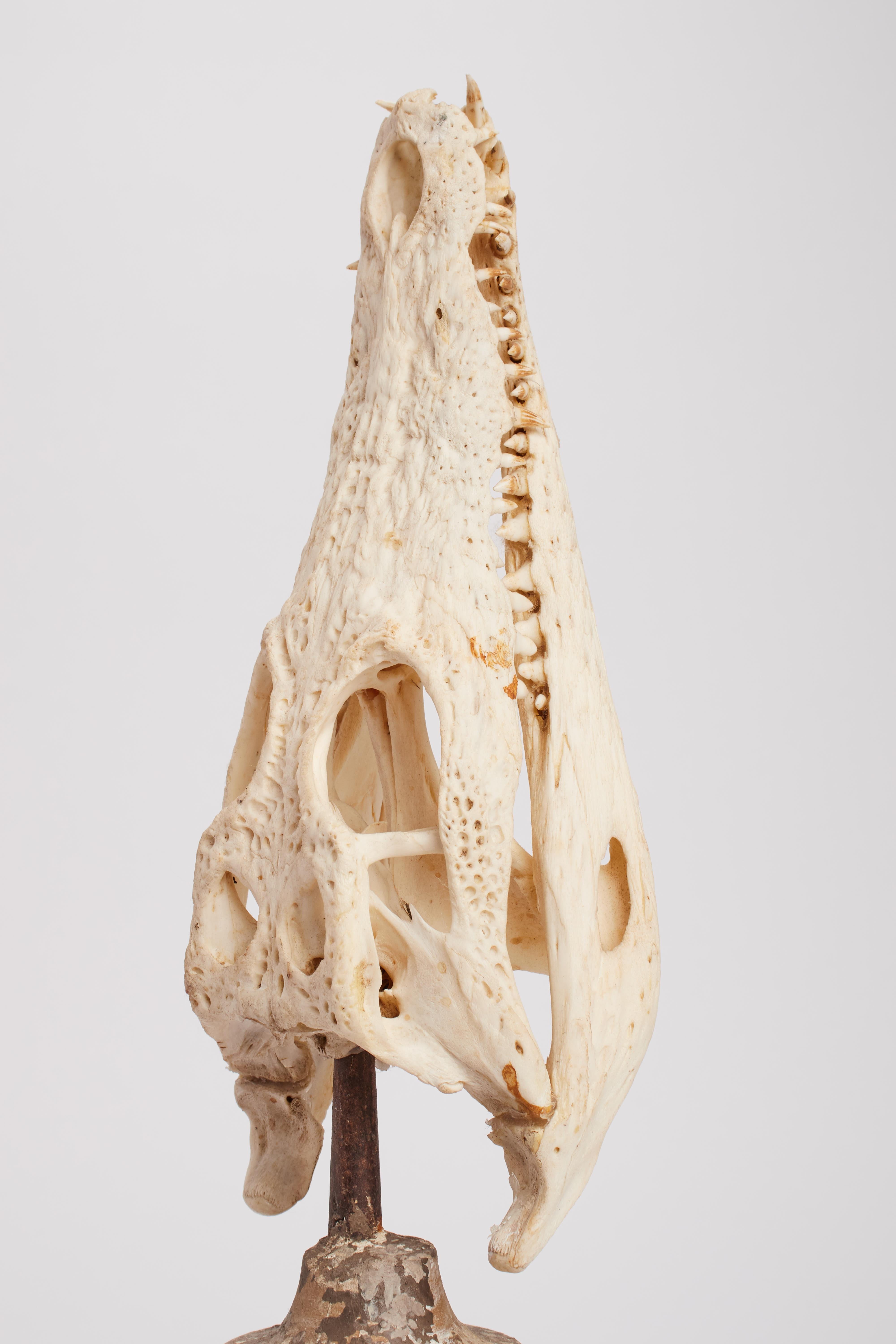 Un esemplare di cranio di coccodrillo da wunderkammer, Italia 1870. in vendita 1