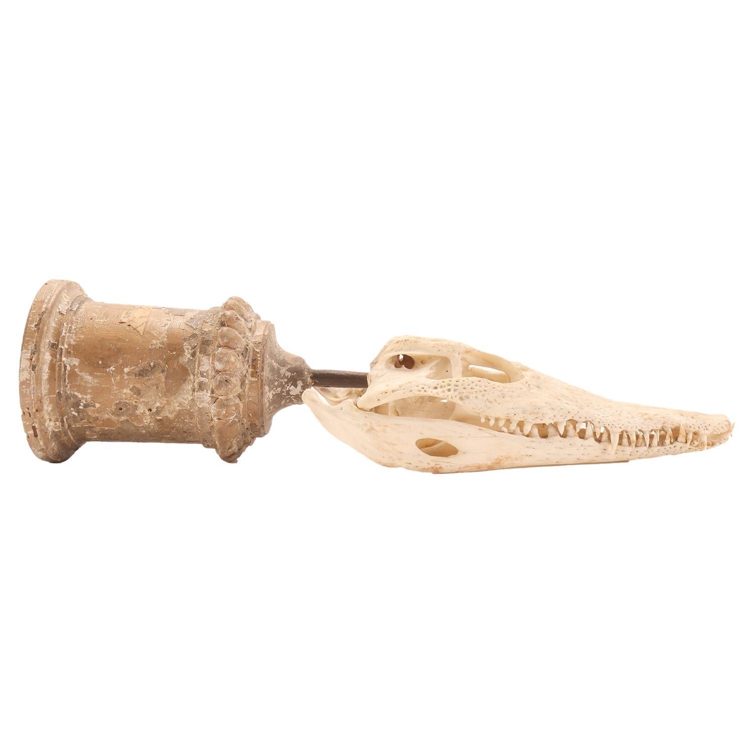 Un esemplare naturale della Wunderkammer: un teschio di coccodrillo.
La base della colonna in legno è decorata sul bordo superiore. Una barra di metallo sostiene il teschio del coccodrillo. Italia circa 1870.