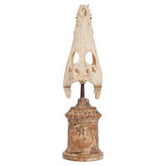 A crocodile skull wunderkammer specimen, Italy 1870.