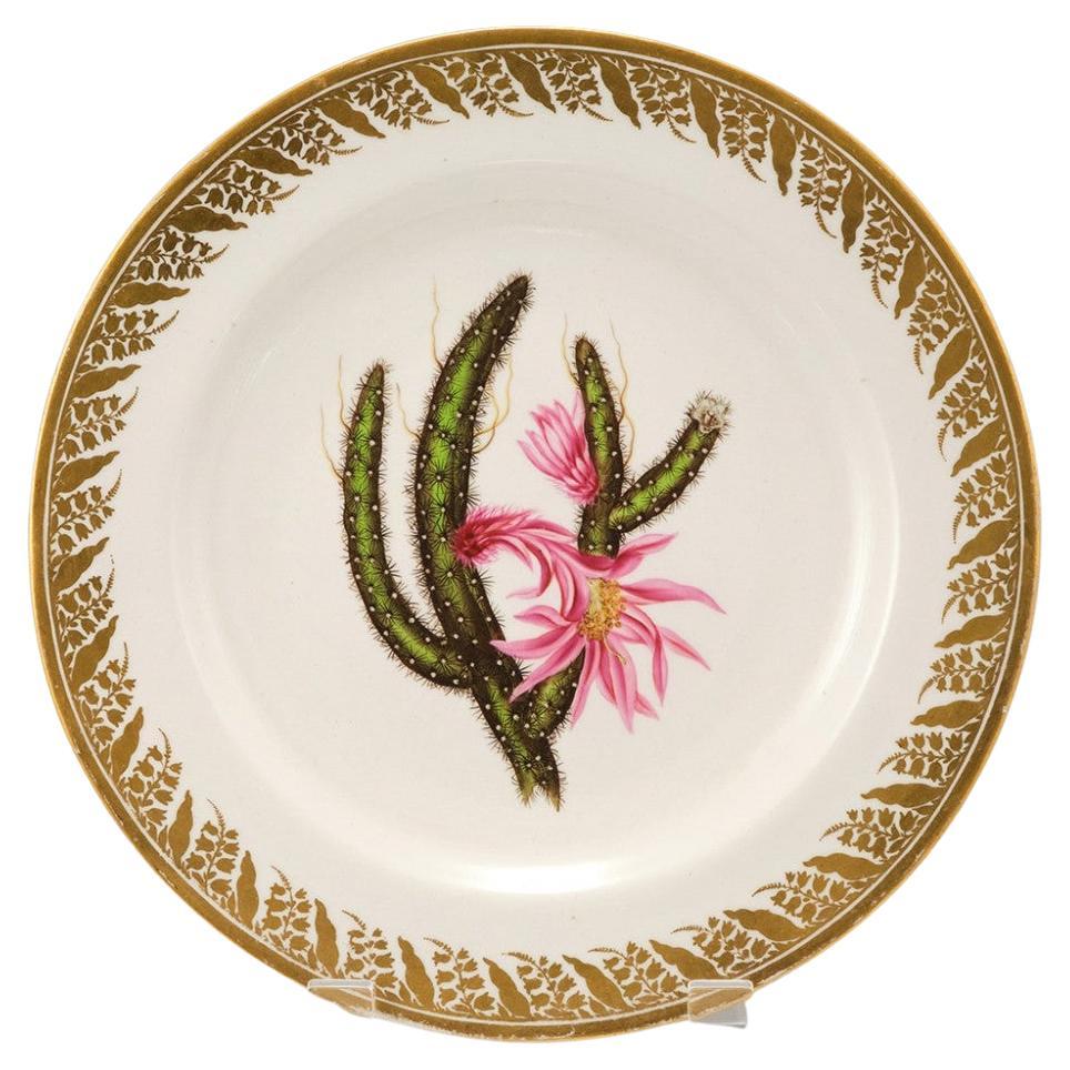 Antique Derby Porcelain Botanical Salmon-Ground Plate, French Marigold ...