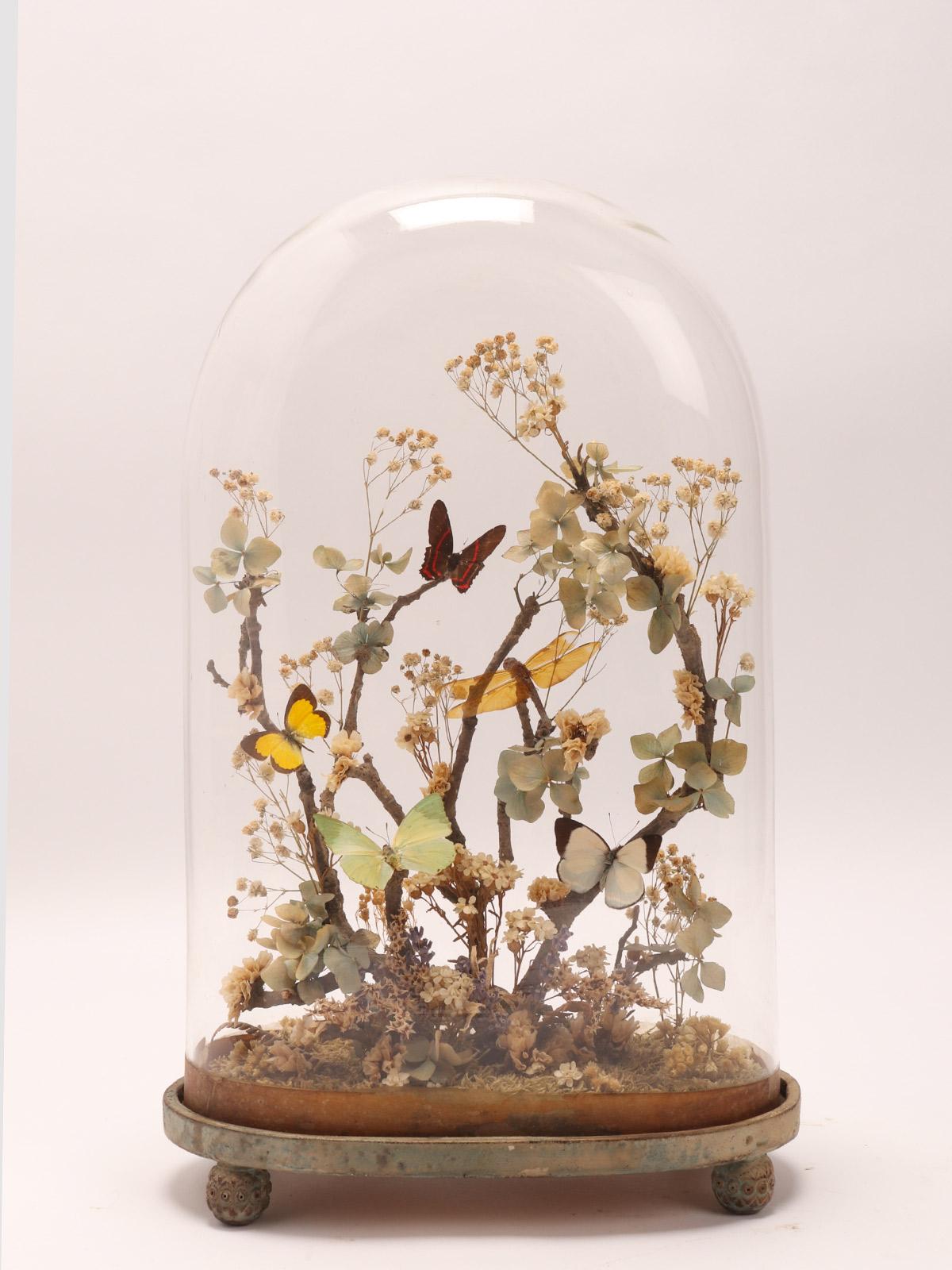 A diorama with natural Wunderkammer specimens of multicolored butterflies leaned over flowering tree branches willing over moss. The Specimens are mounted inside an oval glass dome, over a painted wooden base. Italy, circa 1870.