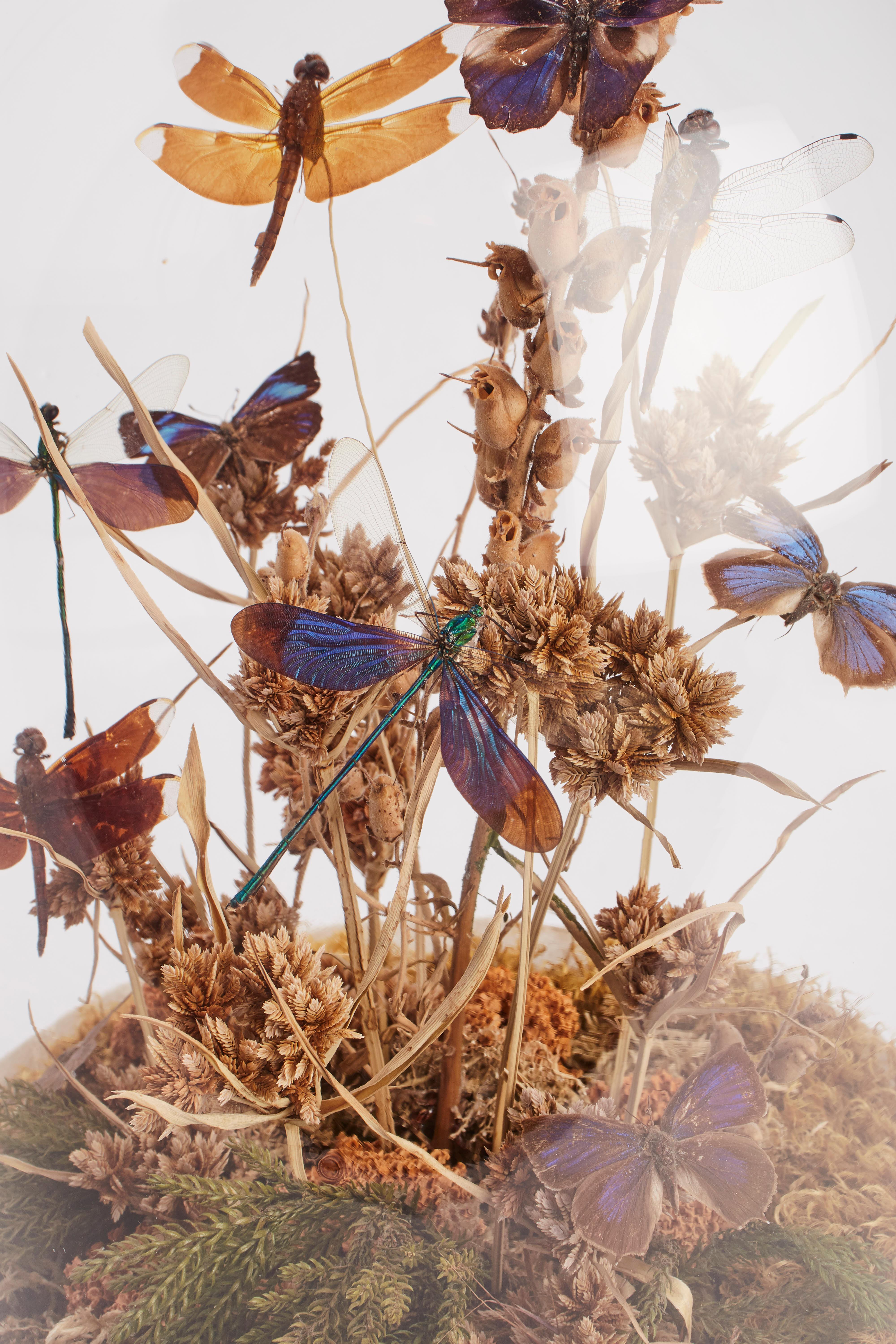Italian Diorama with Dragonflies and Butterflies, Italy, 1870