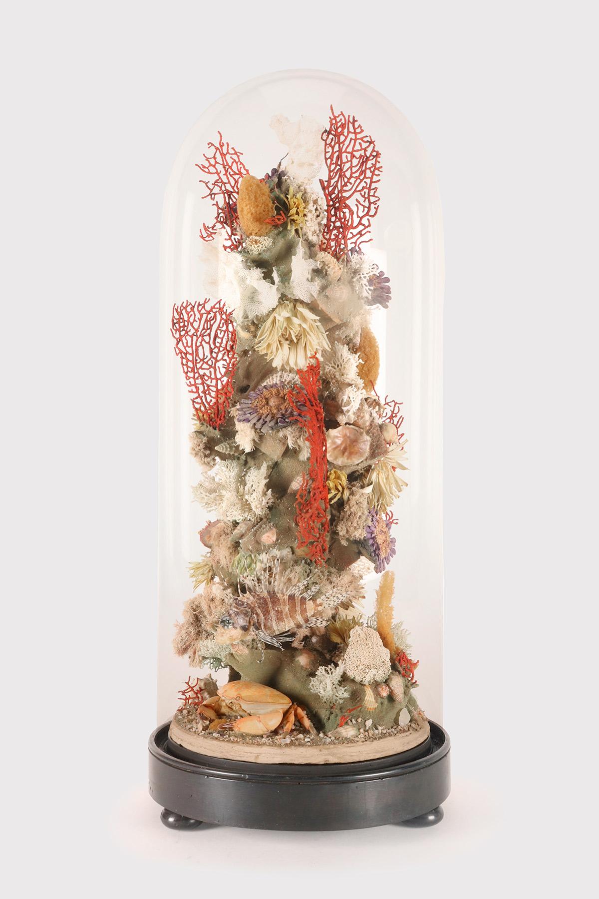 A natural Wunderkammer specimen: a marine diorama with two decoy fishes (Pterois volitans), a brunch, fan shaped, of Horny coral, starfish, and reef. The Specimens are mounted inside a glass dome, over a wooden base. Italy circa1870. 