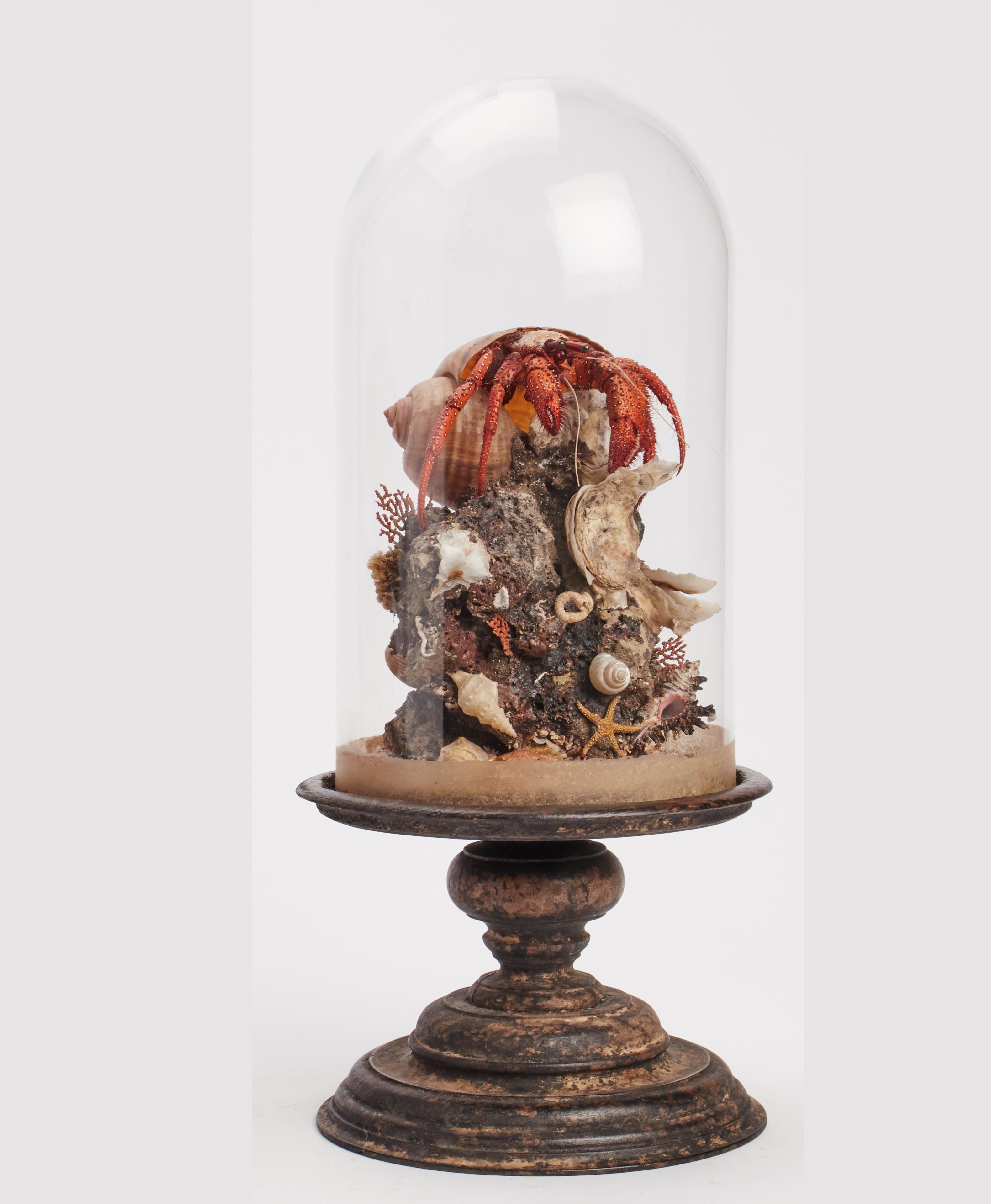 A natural Wunderkammer specimen a marine diorama with Hermit Crab (Pagurus Bernhardus) a brunch, fan-shaped of Horny coral, starfish, reef, shells, and little crab. The specimens are mounted inside a glass dome, over a gray painted wooden base.