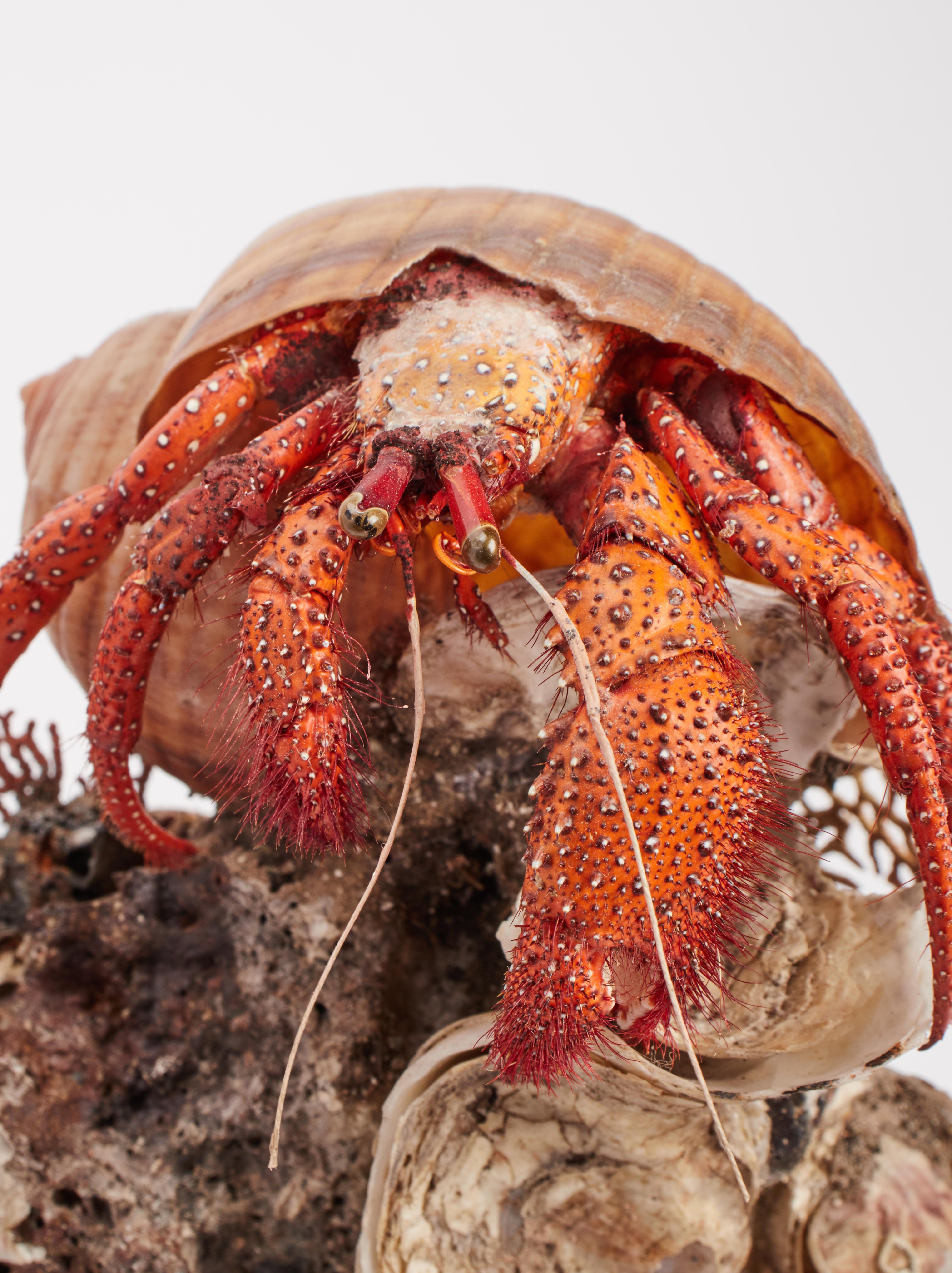 Diorama with Hermit Crab, Italy, 1870 In Excellent Condition In Milan, IT