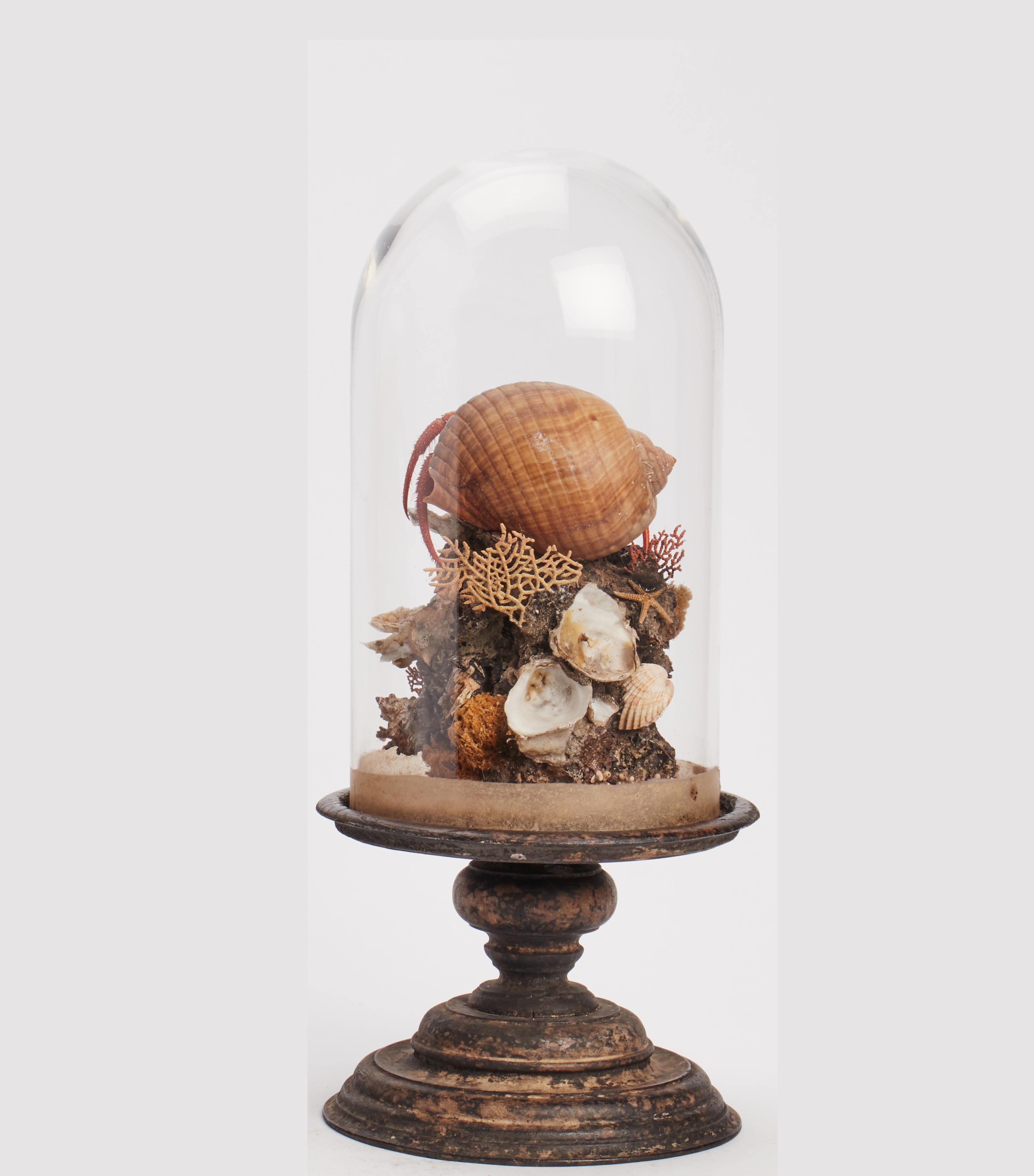 Late 19th Century Diorama with Hermit Crab, Italy, 1870