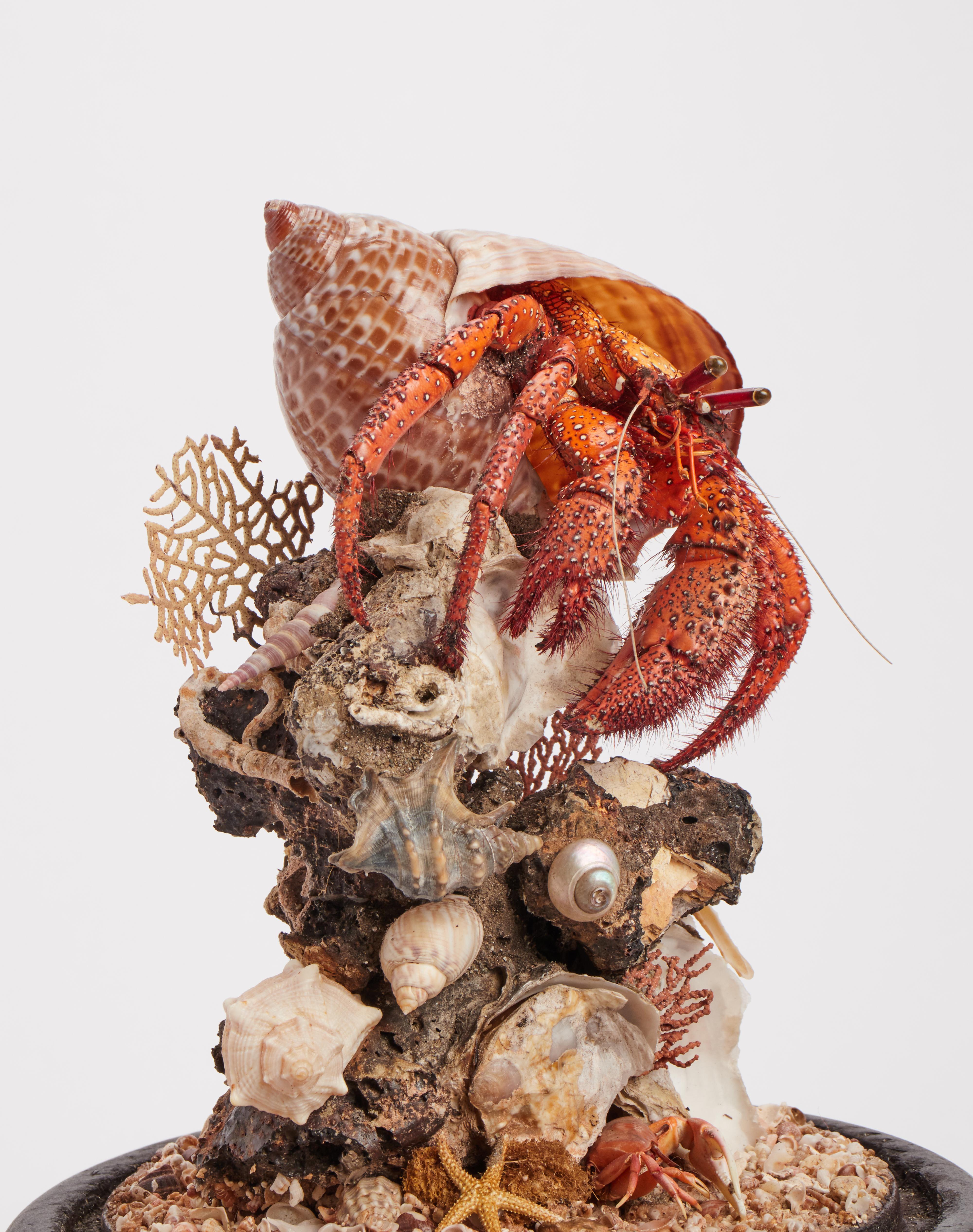 Coral Diorama with Hermit Crab, Italy, 1870