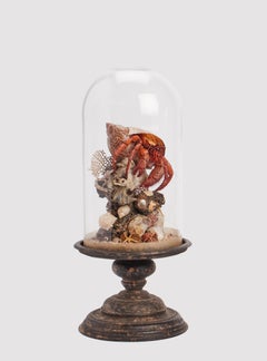 A diorama with hermit crabs, Italy 1870.