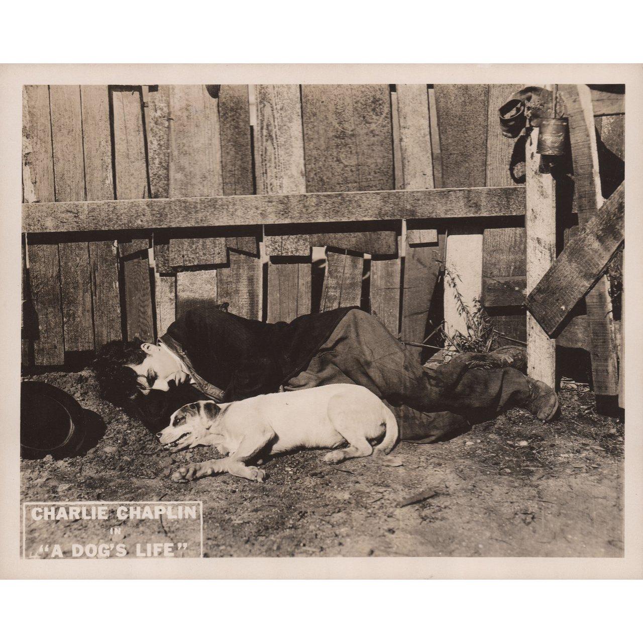 Original 1918 U.S. scene card for the film A Dog's Life directed by Charles Chaplin with Charles Chaplin. Very Good-Fine condition. Please note: the size is stated in inches and the actual size can vary by an inch or more.
