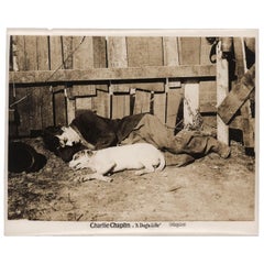 A Dog's Life R1920s U.S. Silver Gelatin Single-Weight Photo