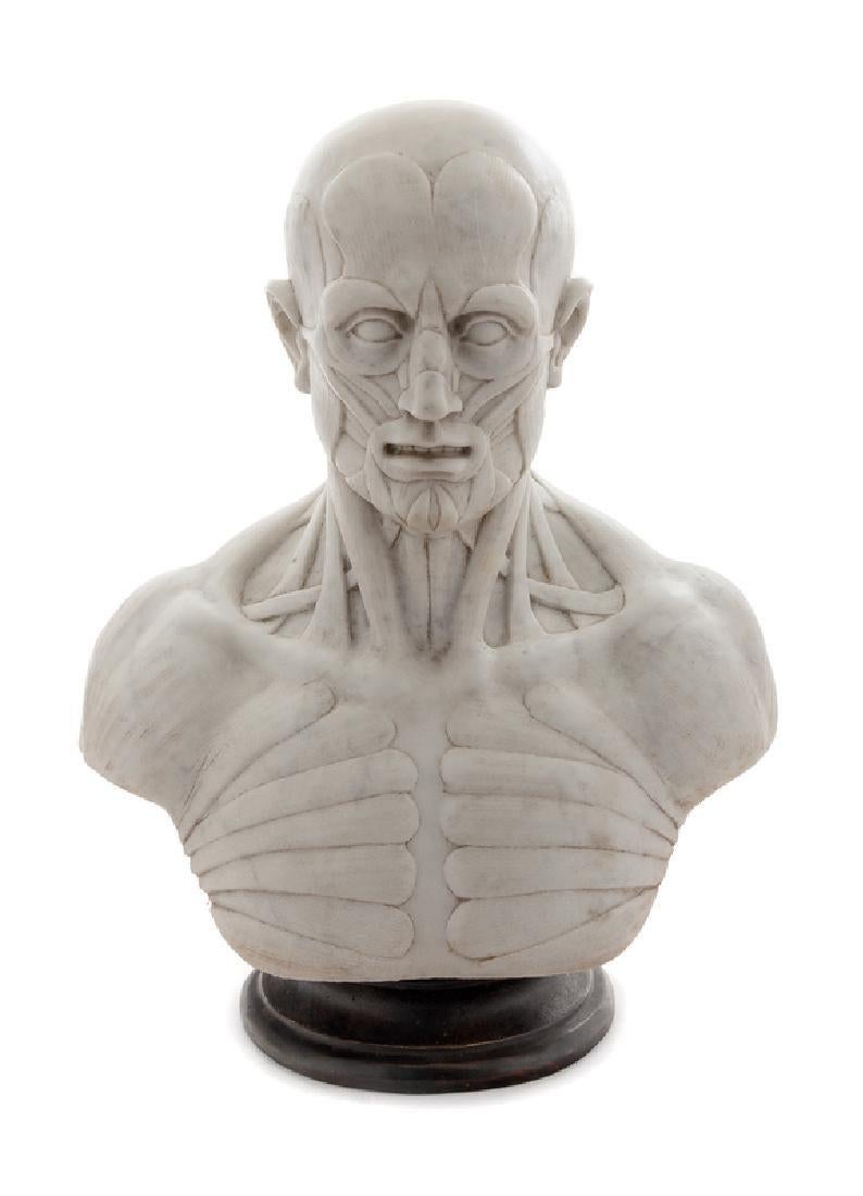 A Marble Ecorche (from the French word meaning to peal). An anatomical representation of mans muscle and bone structure. 19th century Italian marble bust.