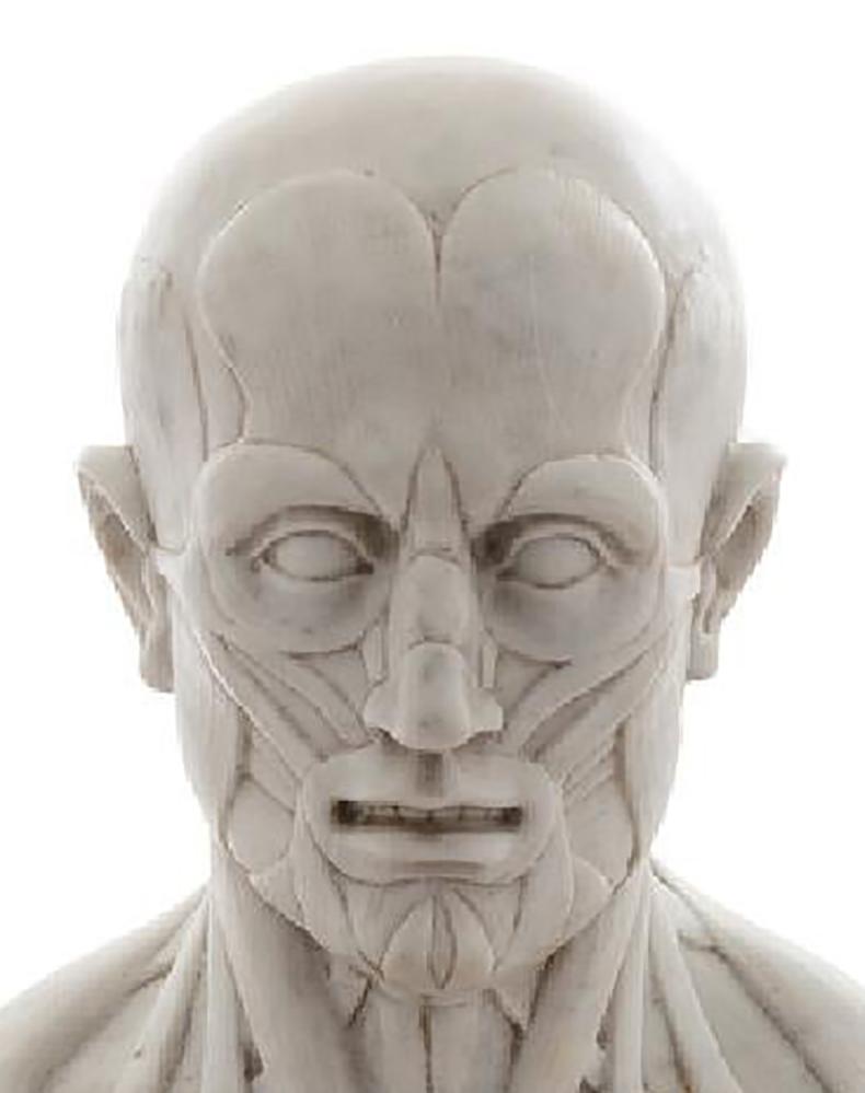 italien Buste d'homme en marbre Ecorche en vente