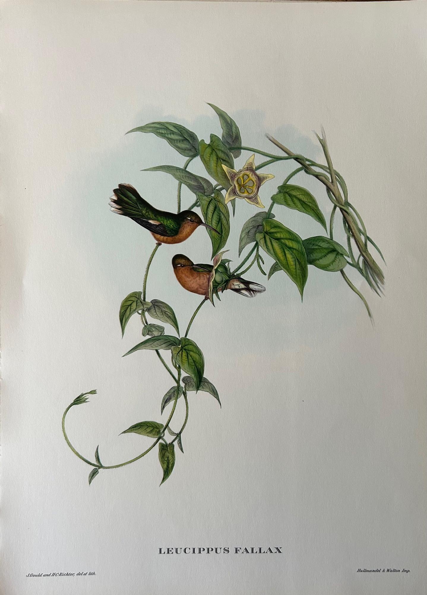 A Fabulous Set of Eight Mr Goulds Tropical Birds in excellent order over 69 years old and of good size being 40 x 30 cm. Unframed for you to choose your framing!

In 1830, John Gould’s ambition crystallised after receiving a delivery of Himalayan