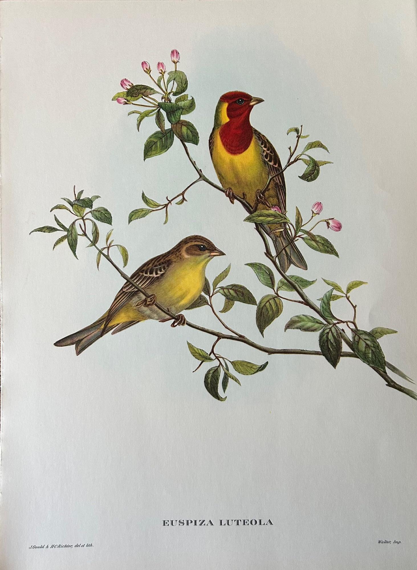 Mid-Century Modern A Fabulous Set of Eight Unframed Gould Tropical Bird Prints (B)