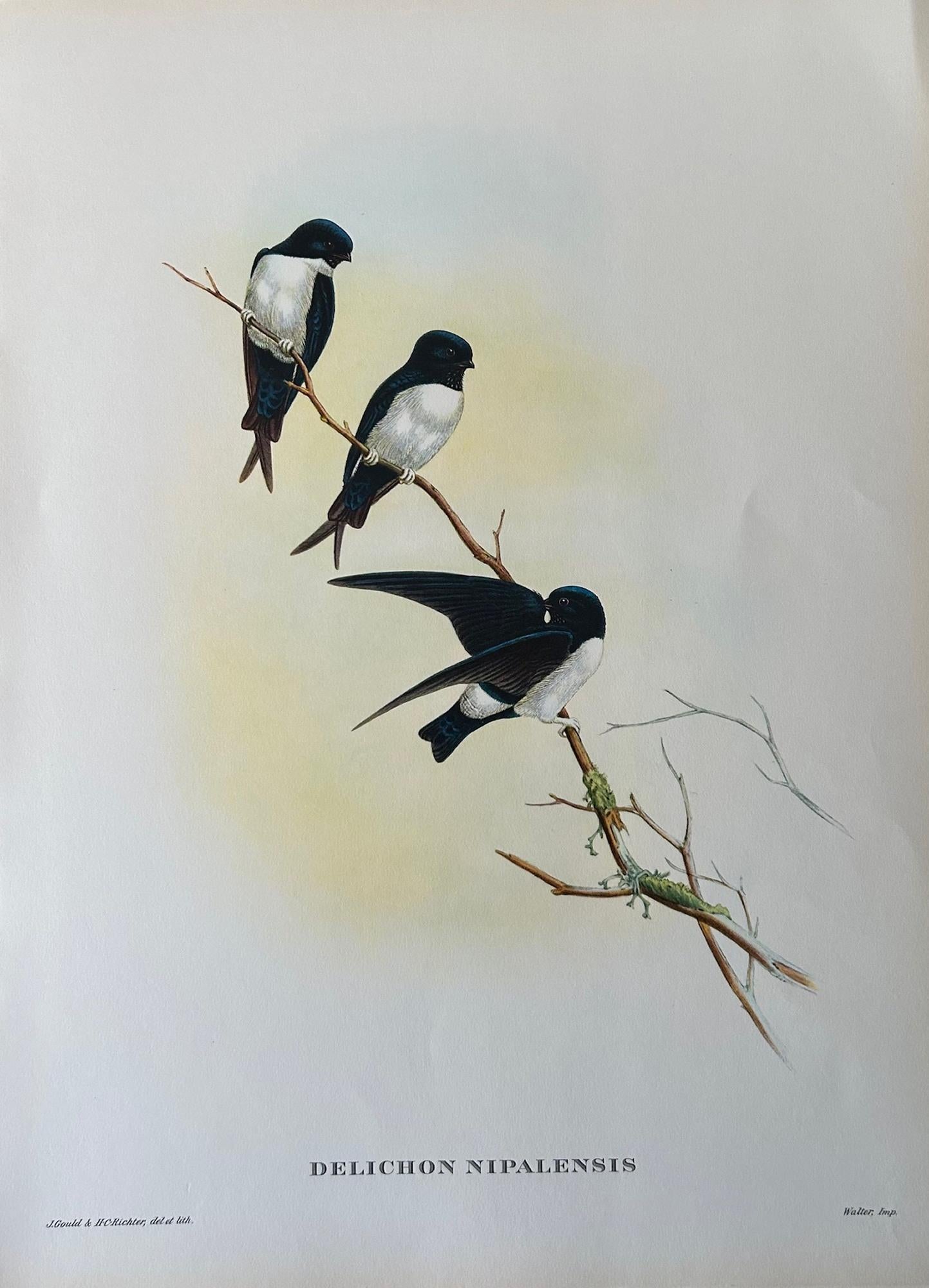 British A Fabulous Set of Eight Unframed Gould Tropical Bird Prints (B)