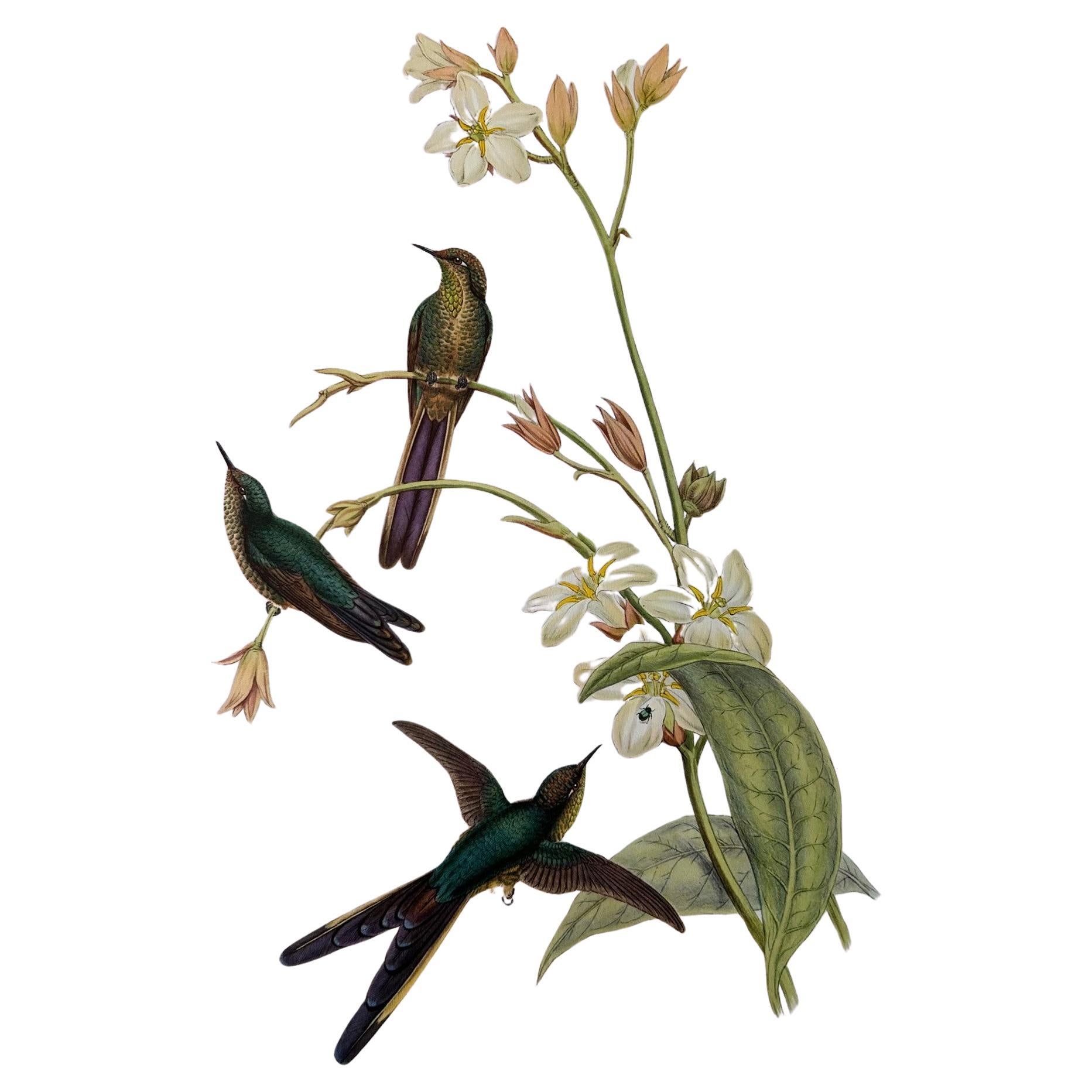 A Fabulous Set of Eight Unframed Gould Tropical Bird Prints (B)