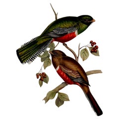 Fabuleux ensemble de six impressions d'oiseaux tropicaux Gould non encadrées (2)