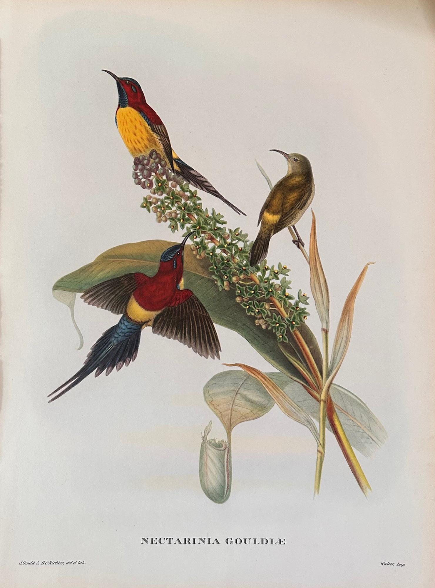 Fabuloso conjunto de seis pájaros tropicales del Sr. Goulds en excelente estado, con más de 69 años de antigüedad y un buen tamaño de 40 x 30 cm. ¡Sin enmarcar para que tú elijas el marco!

En 1830, la ambición de John Gould cristalizó tras recibir