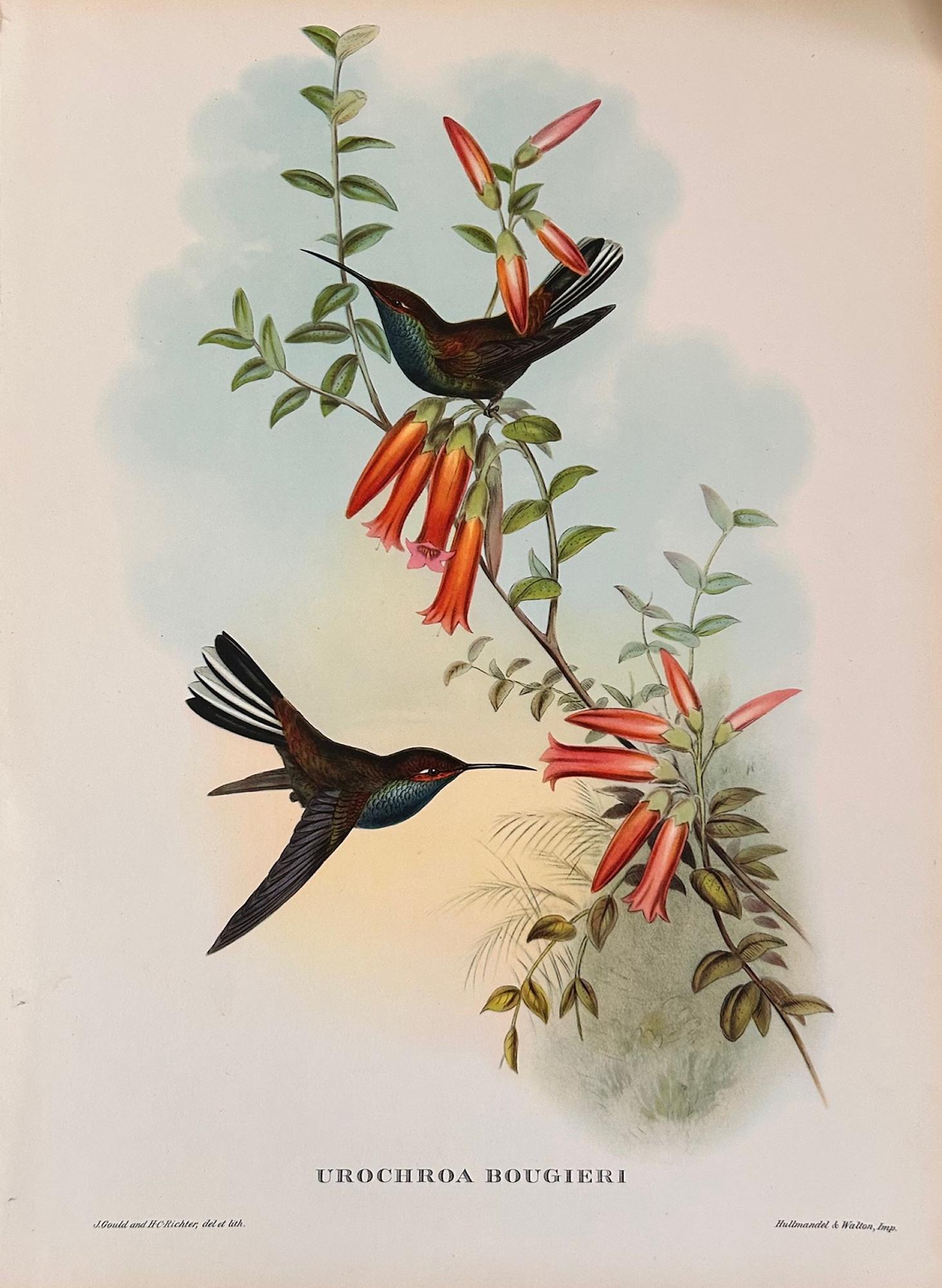 Fabuloso conjunto de seis láminas de aves tropicales de Gould sin marco Moderno de mediados de siglo en venta